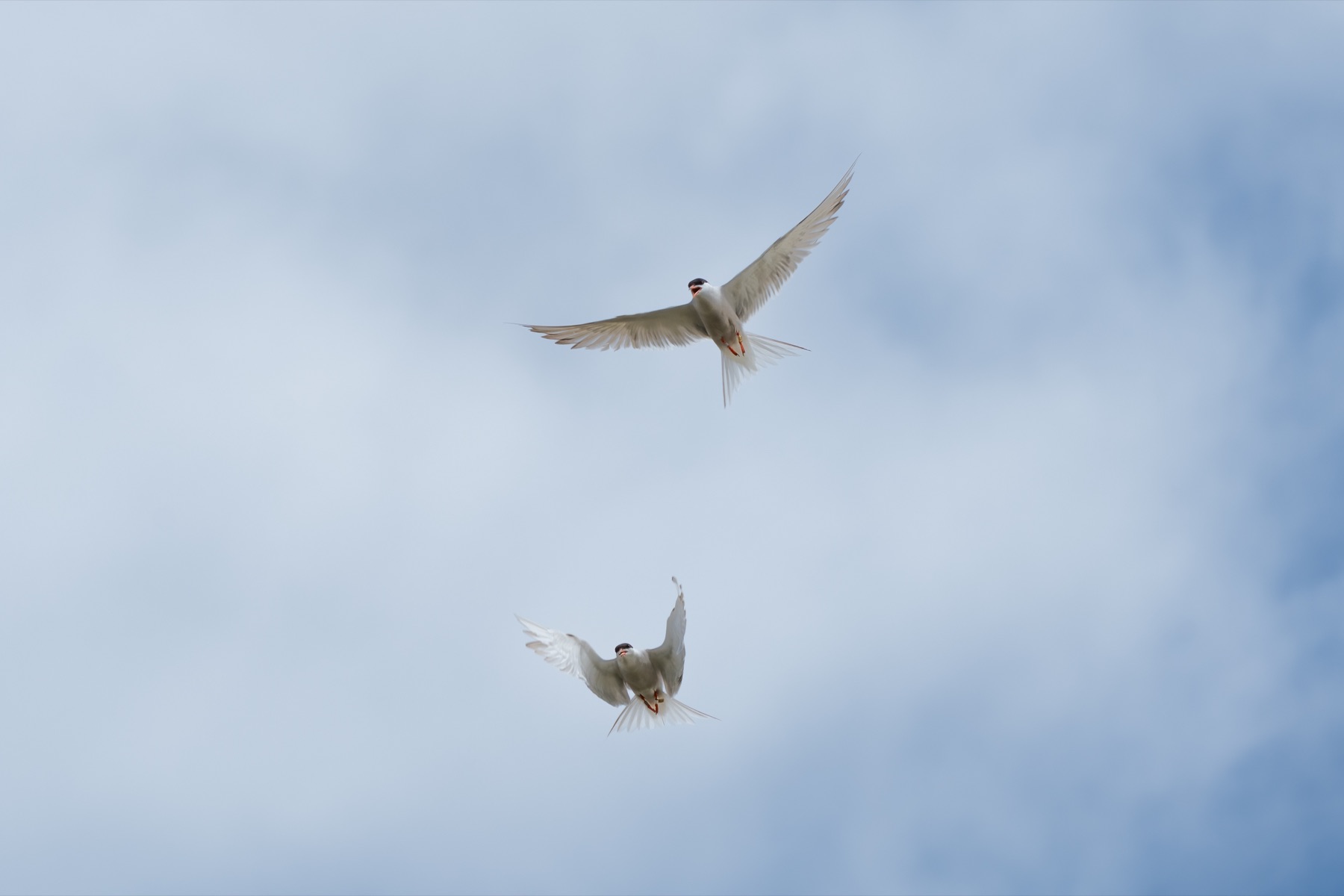 Birds photograph — Visdief/Common tern — naturephotography.art