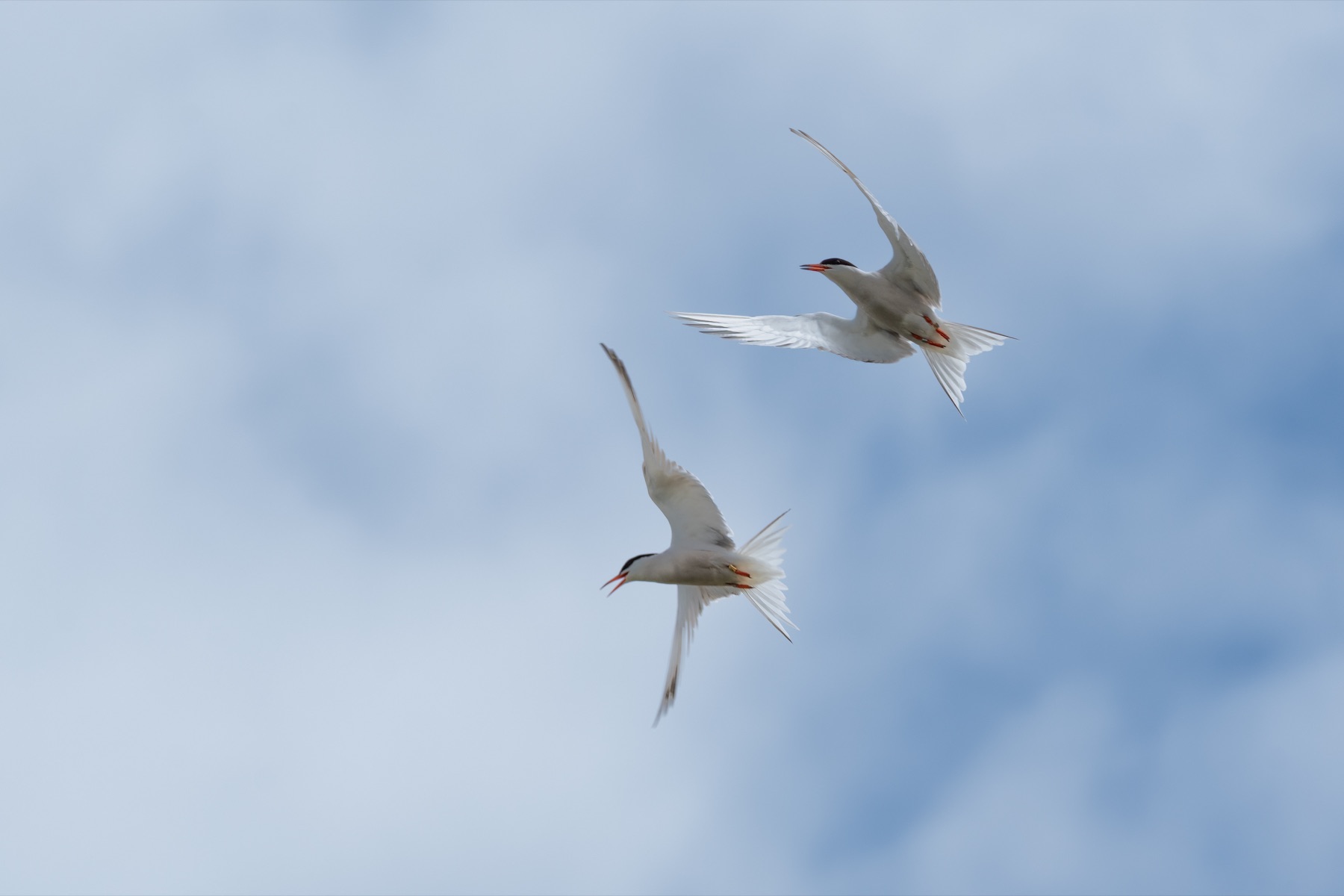Birds photograph — Visdief/Common tern — naturephotography.art