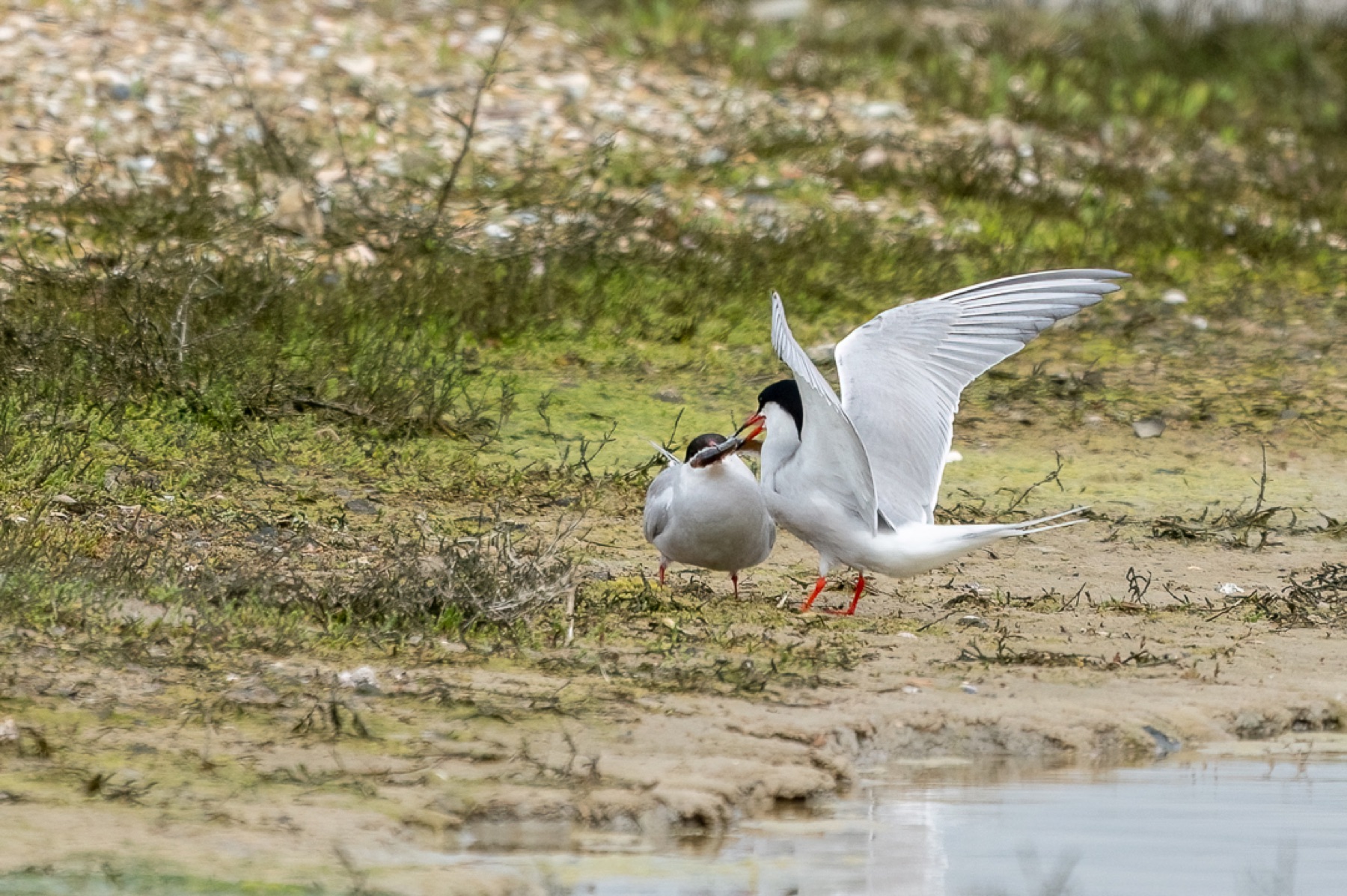 Birds photograph — Visdief/Common tern — naturephotography.art