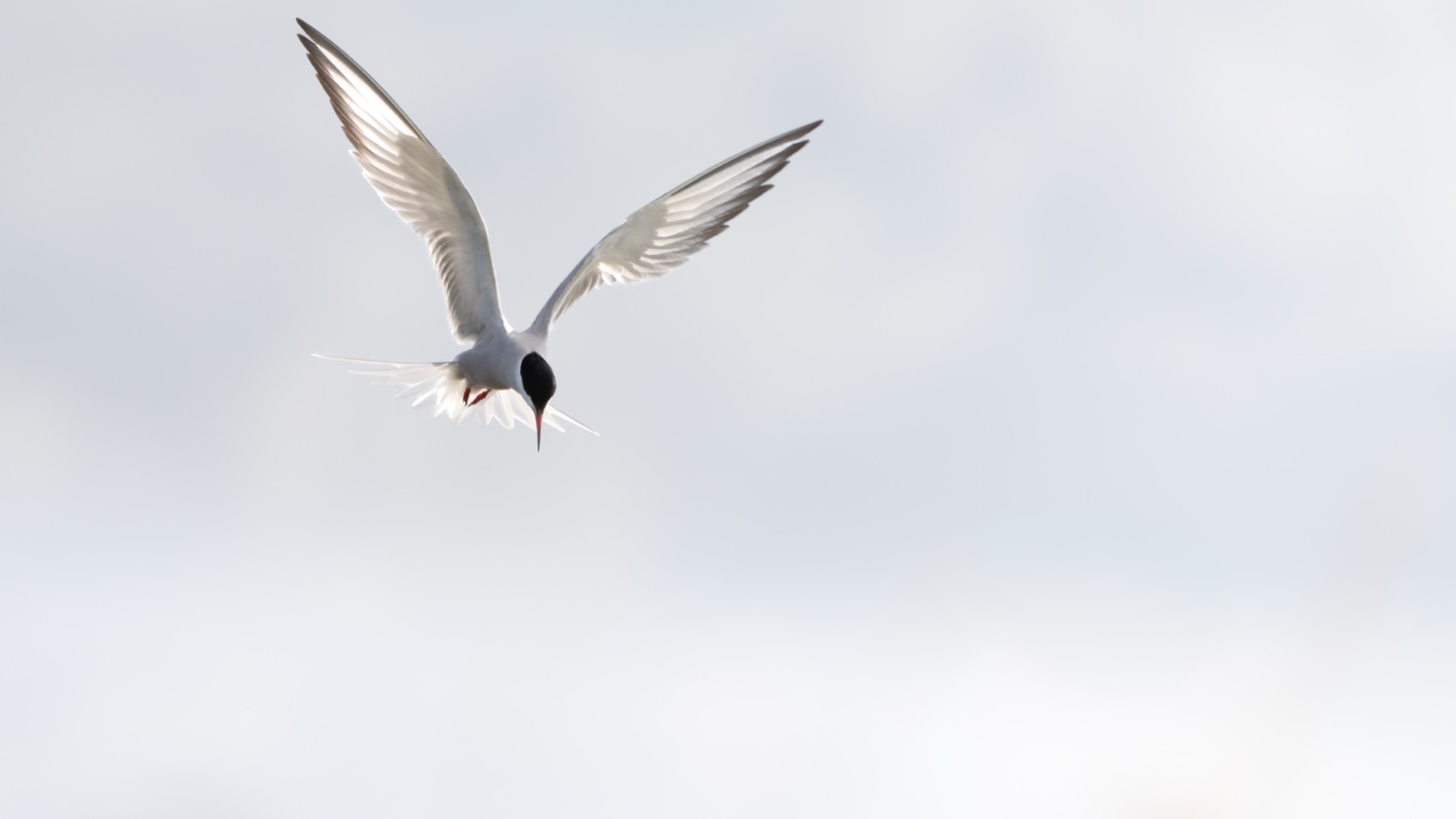 Birds photograph — Visdief/Common tern — naturephotography.art