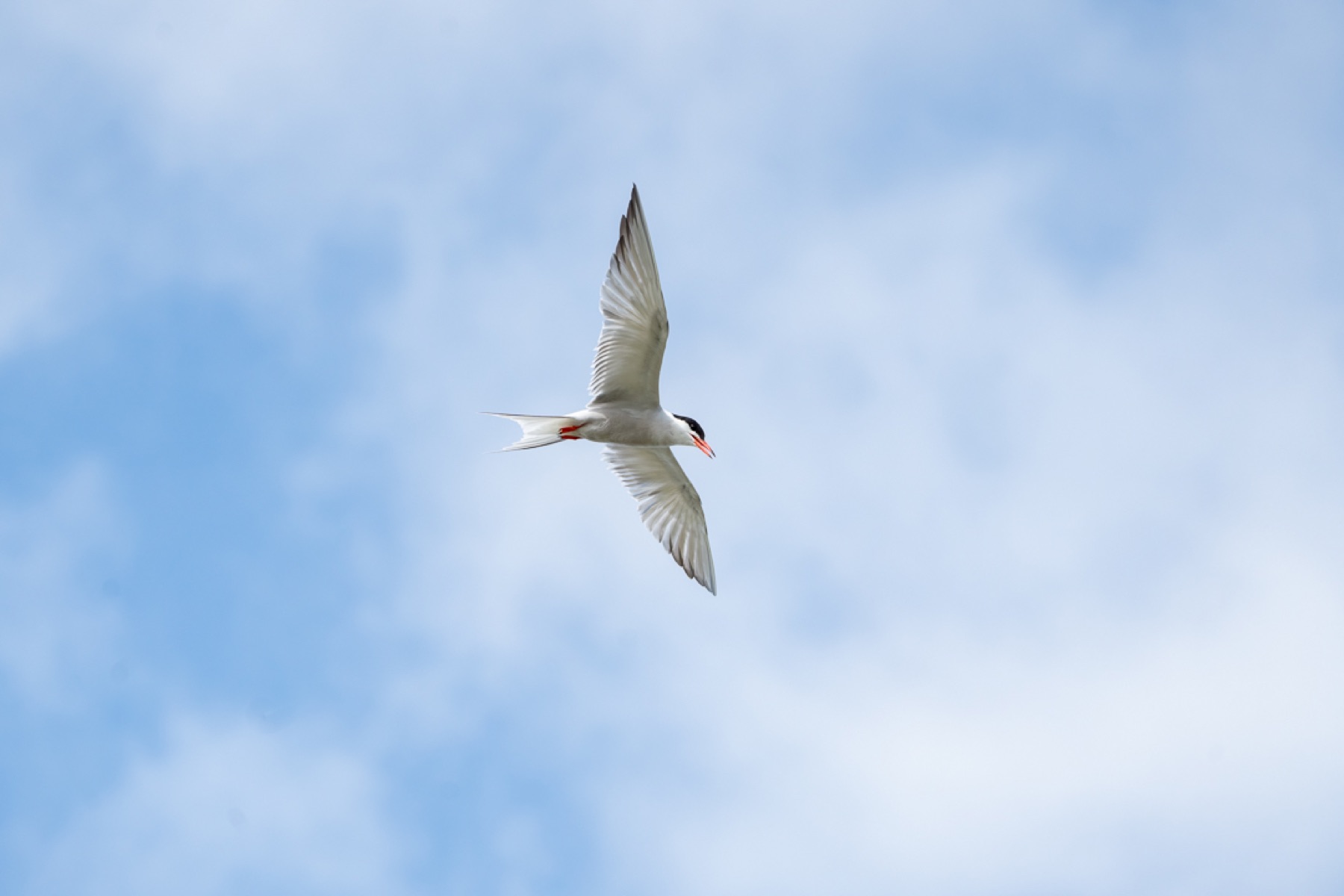 Birds photograph — Visdief/Common tern — naturephotography.art