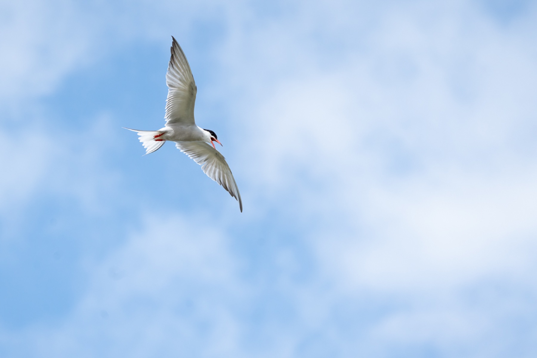 Birds photograph — Visdief/Common tern — naturephotography.art