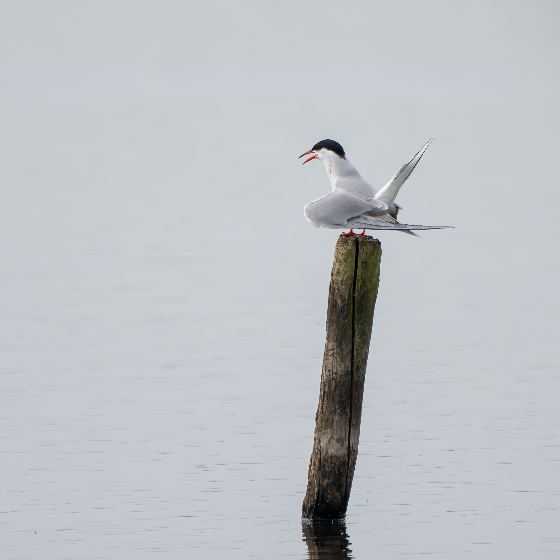 Birds photograph — Visdief/Common tern — naturephotography.art