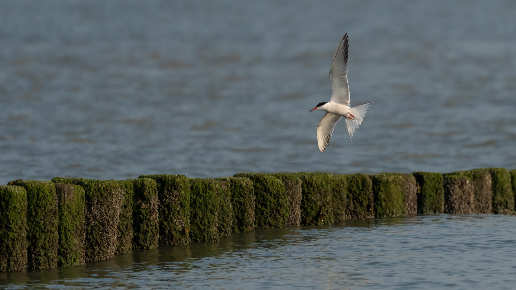 Birds photograph — Visdief/Common tern — naturephotography.art