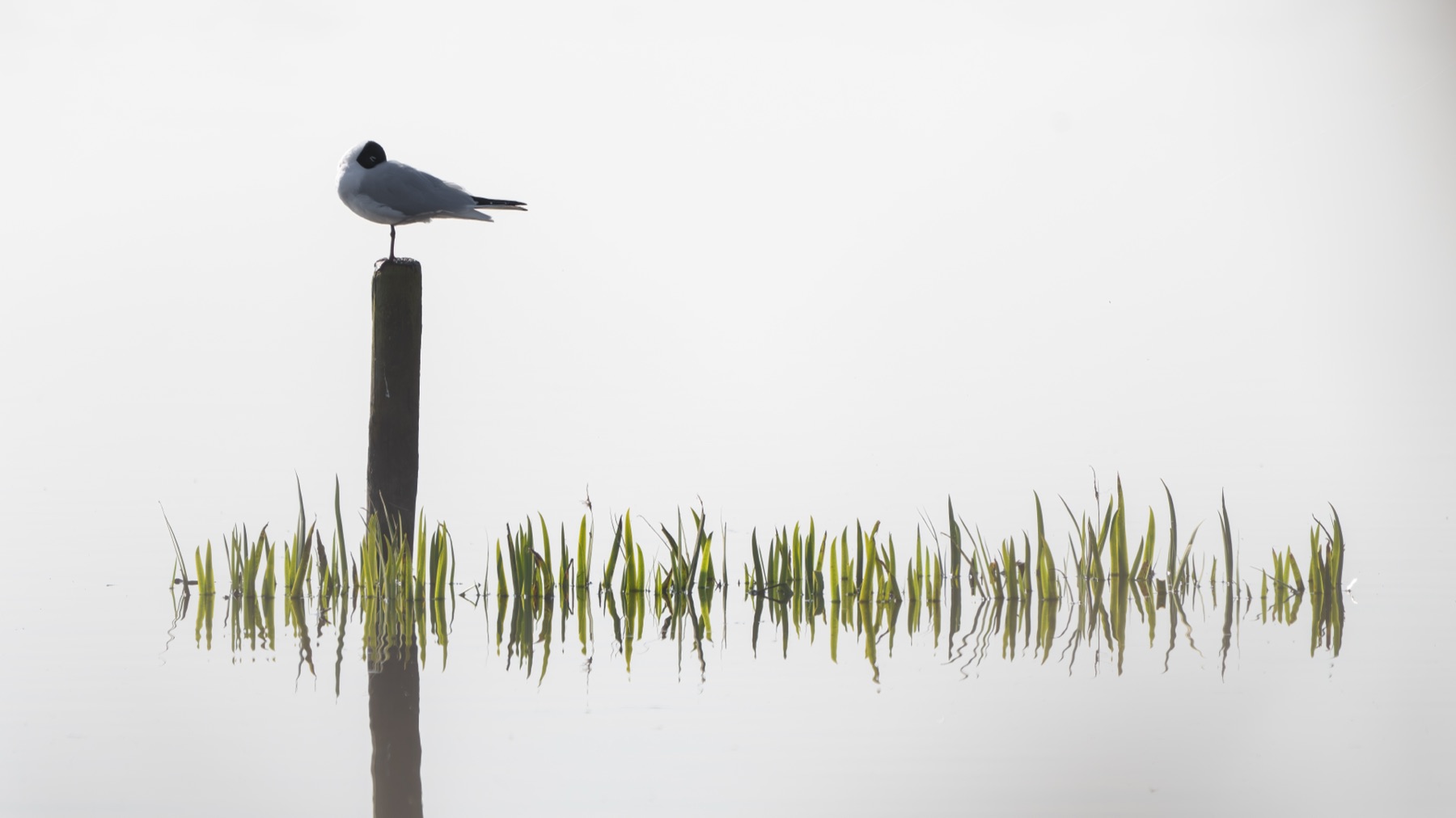 Birds photograph — Visdief/Common tern — naturephotography.art
