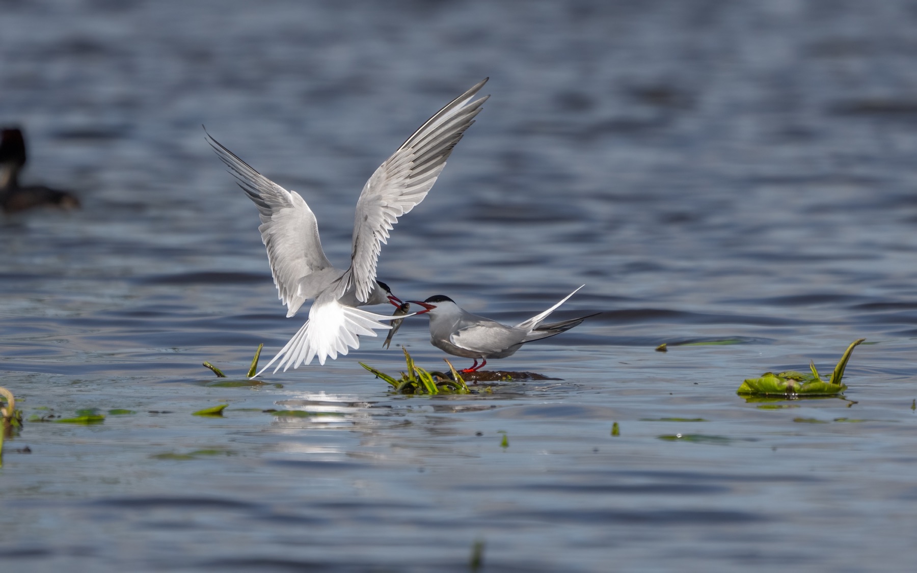 Birds photograph — Visdief/Common tern — naturephotography.art
