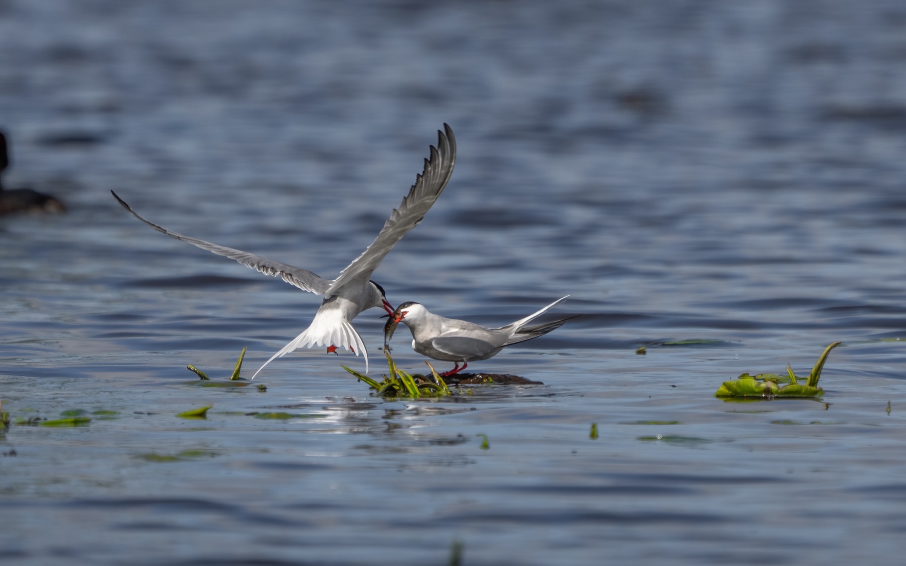 Birds photograph — Visdief/Common tern — naturephotography.art