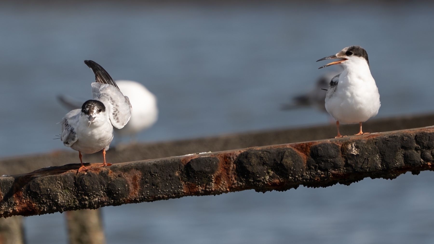 Birds photograph — Visdief/Common tern — naturephotography.art