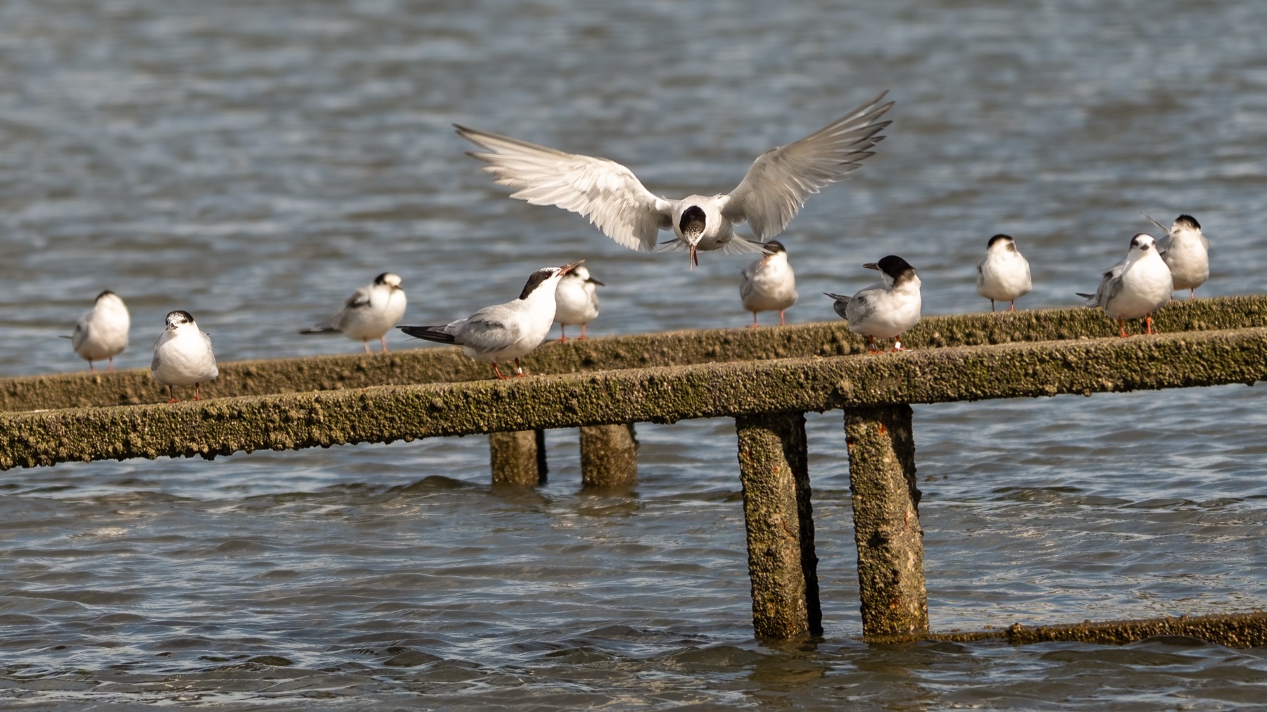Birds photograph — Visdief/Common tern — naturephotography.art