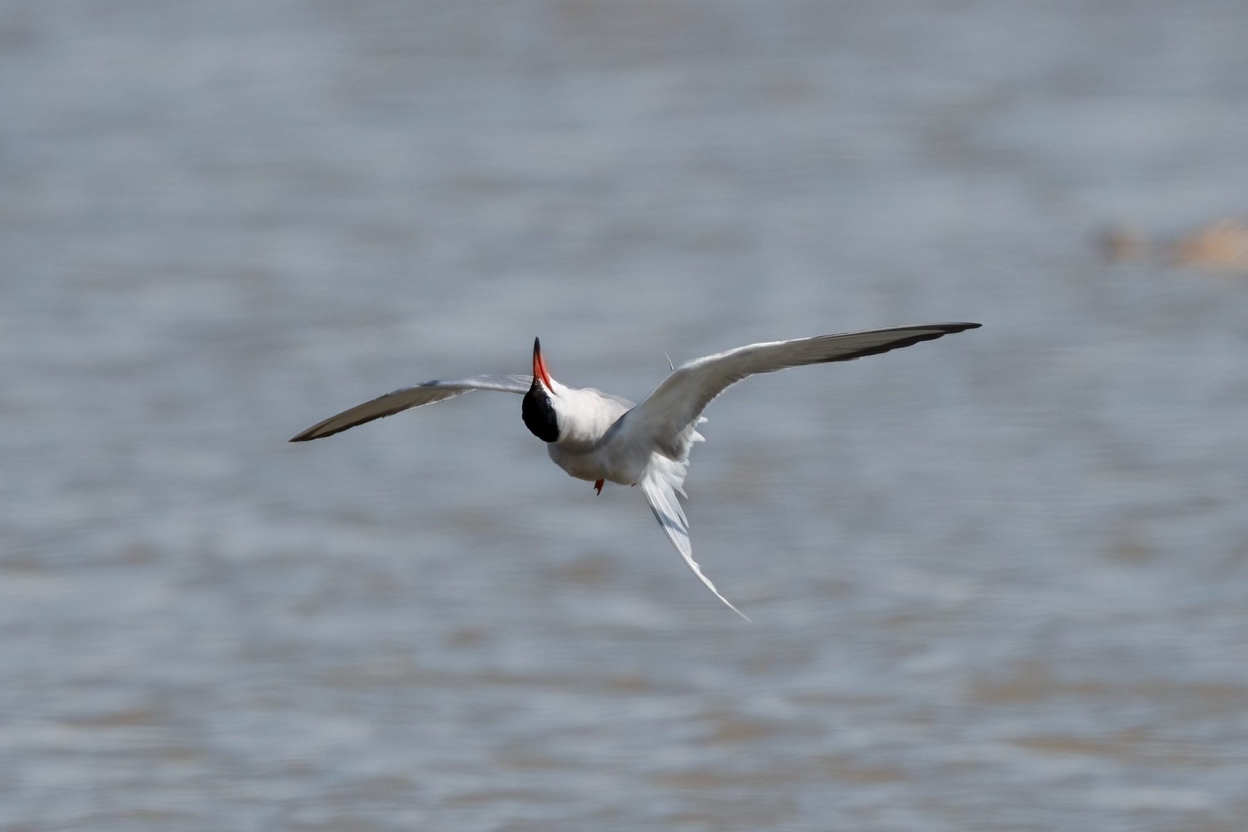 Birds photograph — Visdief/Common tern — naturephotography.art