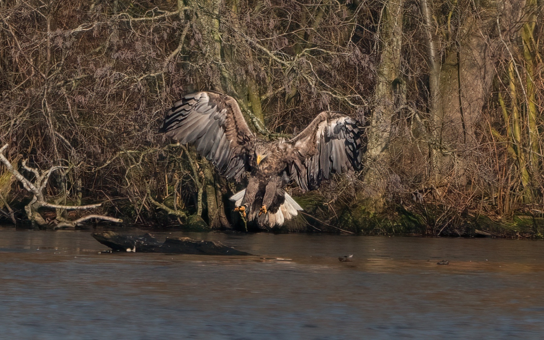 Birds photograph — Zeearend/White-tailed eagle — naturephotography.art