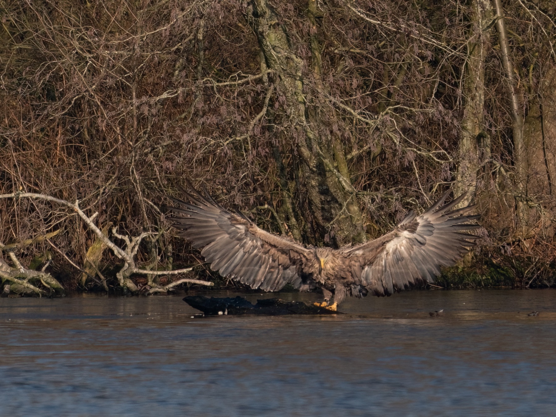 Birds photograph — Zeearend/White-tailed eagle — naturephotography.art