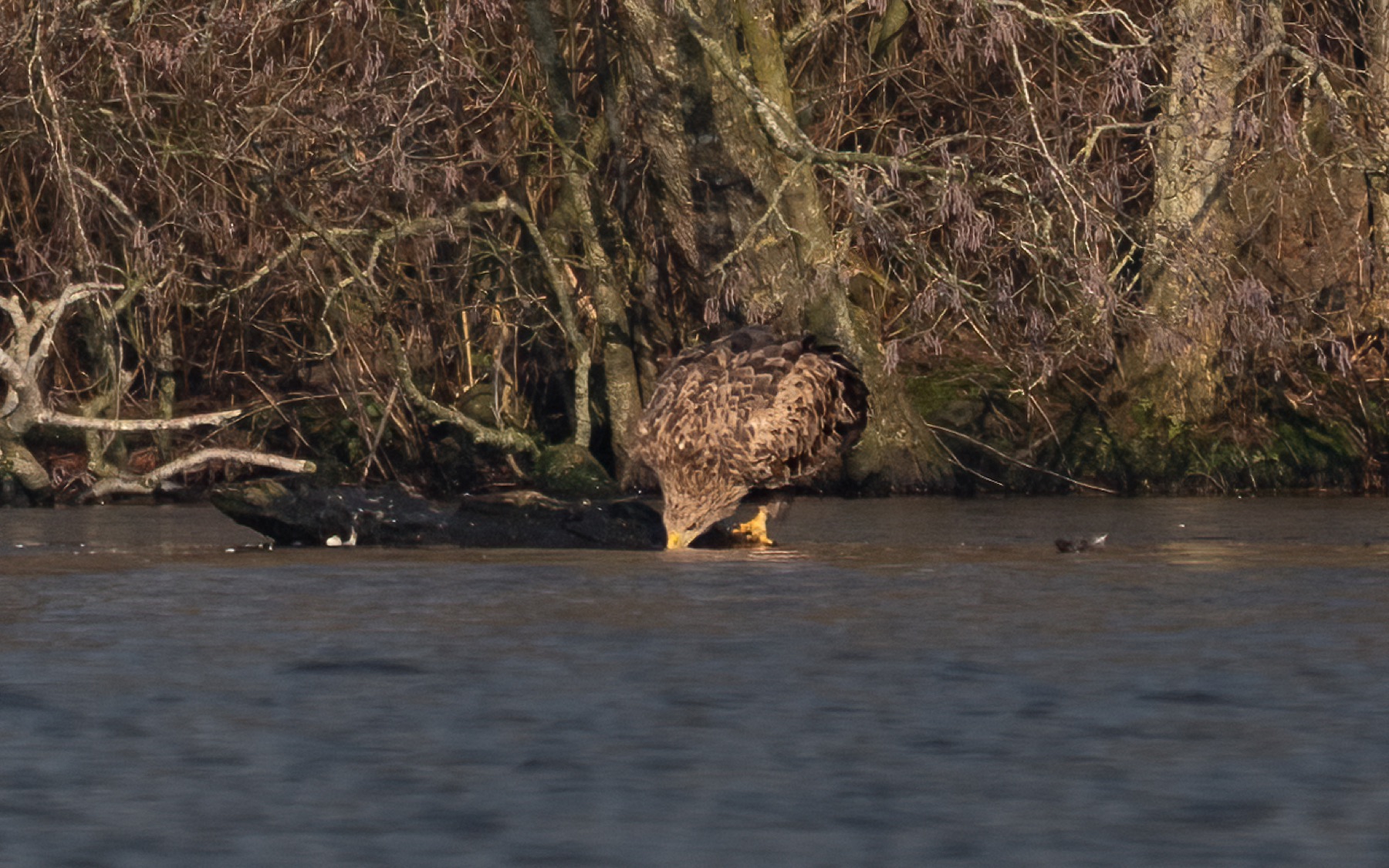 Birds photograph — Zeearend/White-tailed eagle — naturephotography.art