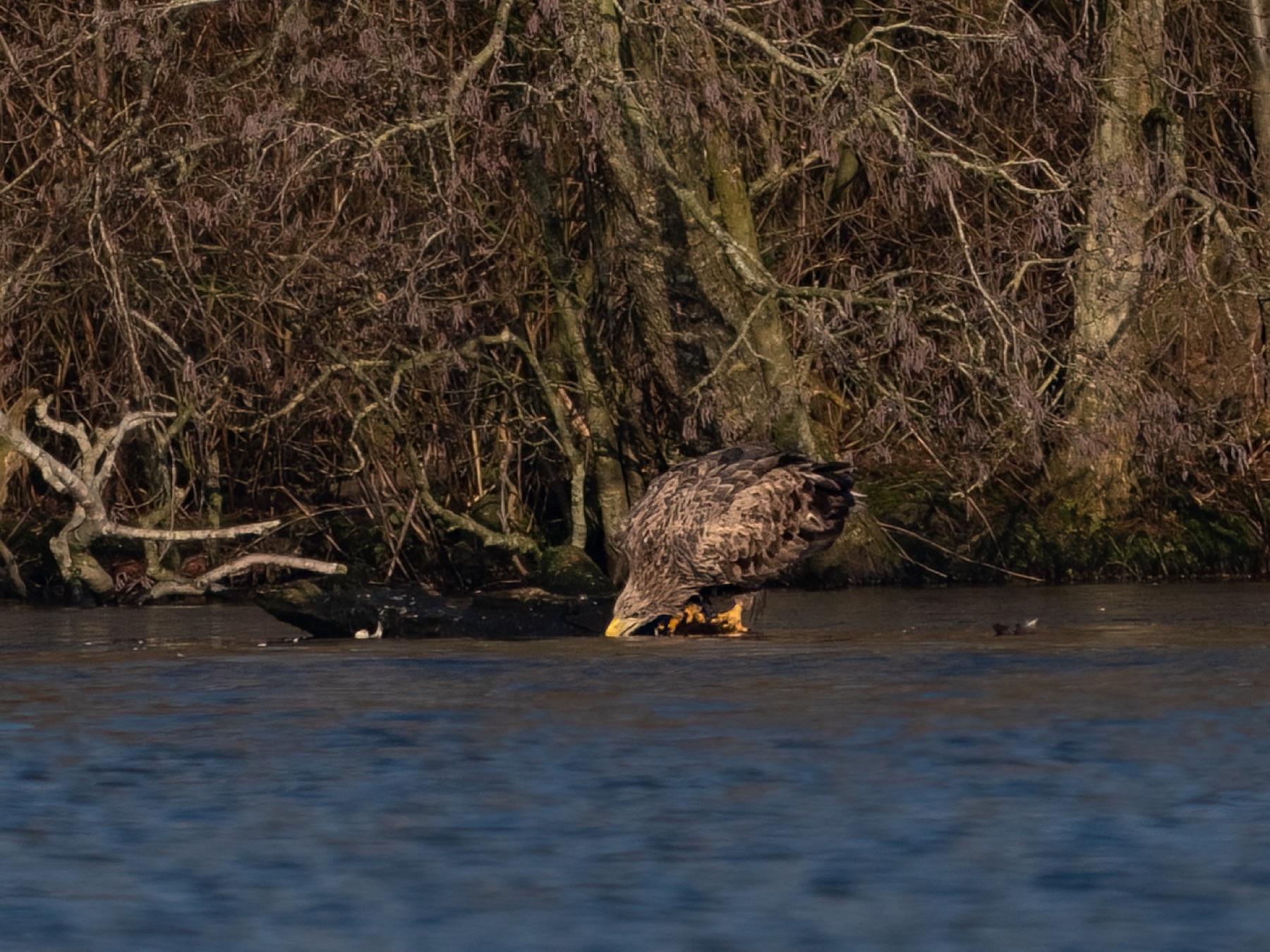 Birds photograph — Zeearend/White-tailed eagle — naturephotography.art