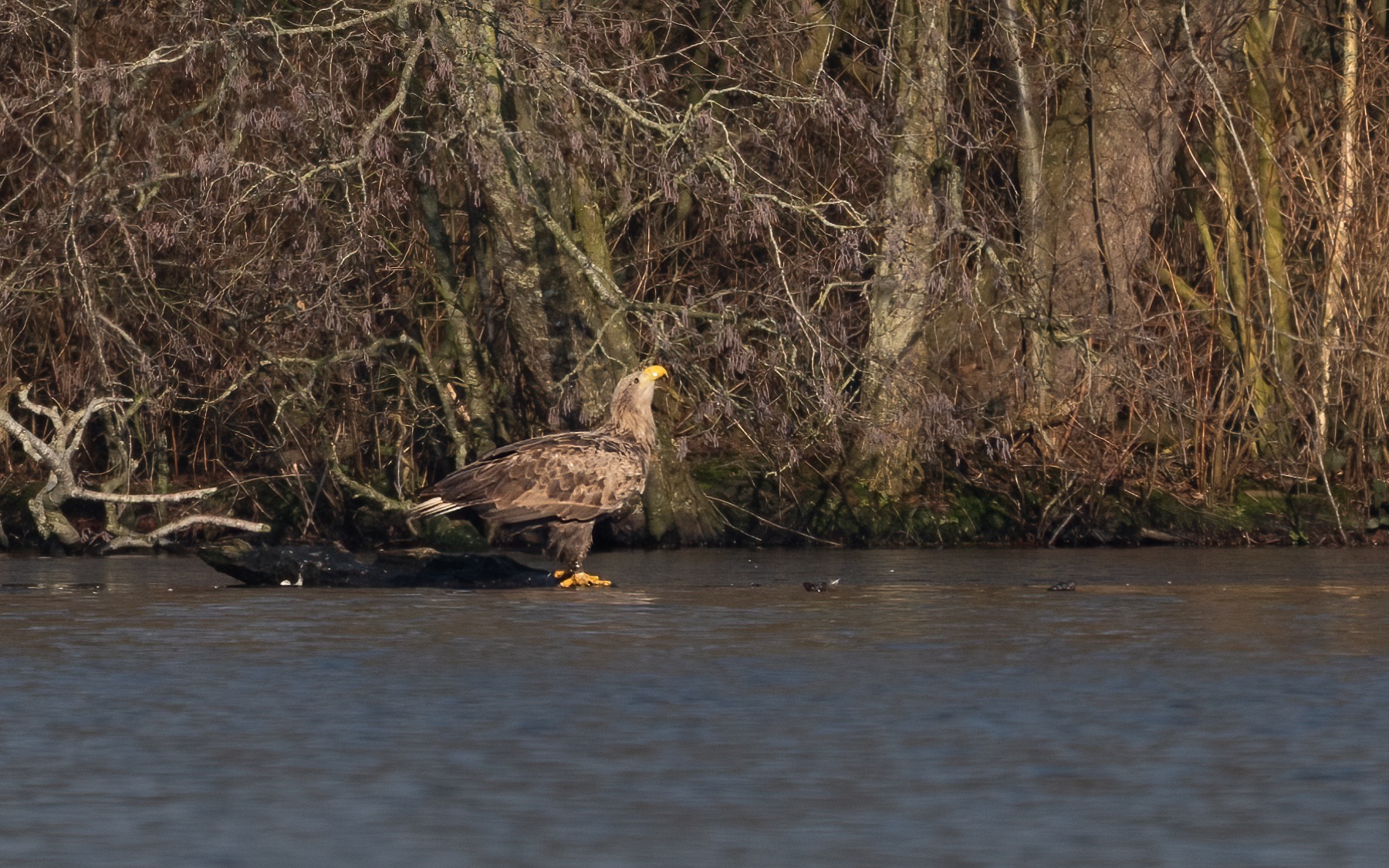 Birds photograph — Zeearend/White-tailed eagle — naturephotography.art
