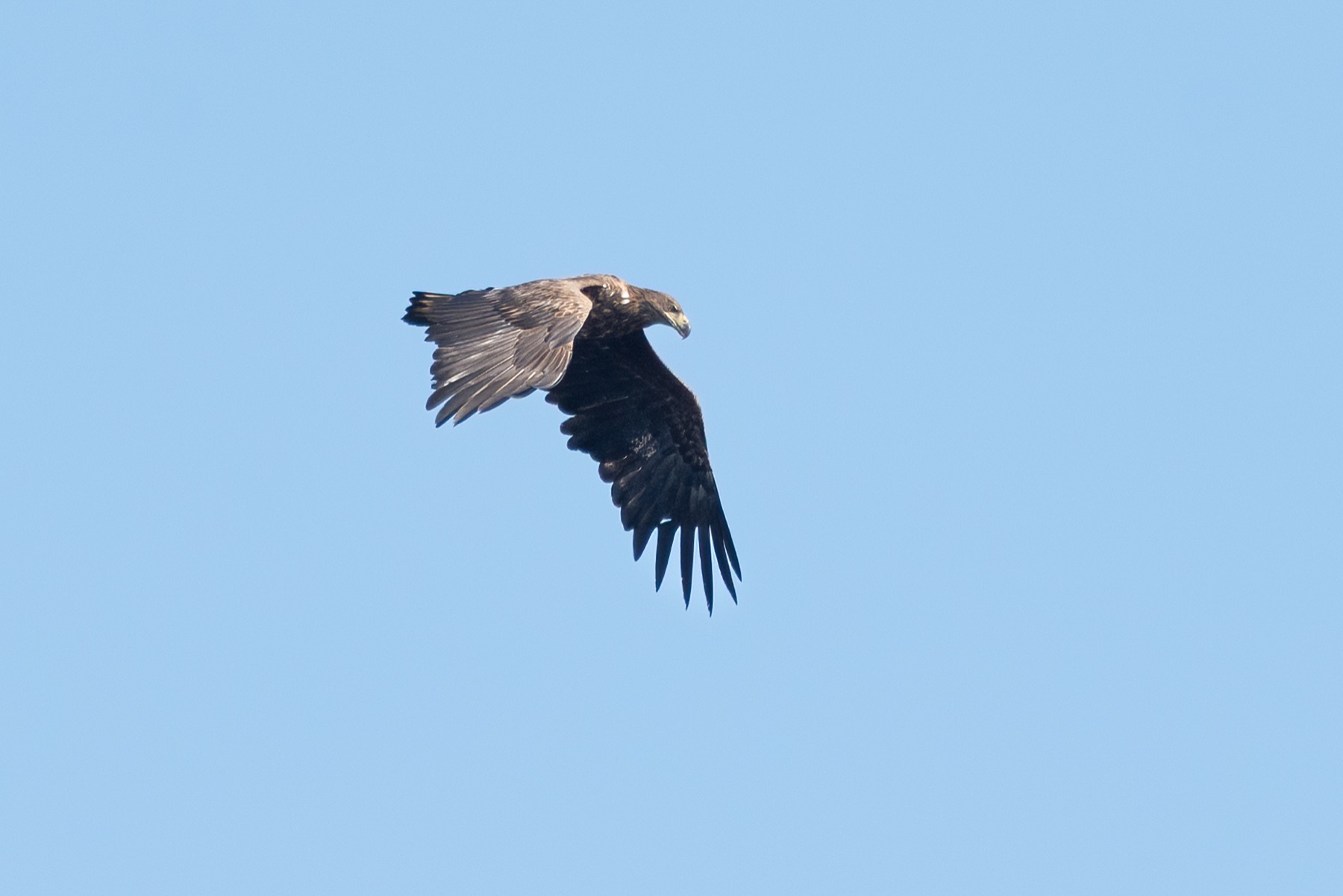 Birds photograph — Zeearend/White-tailed eagle — naturephotography.art