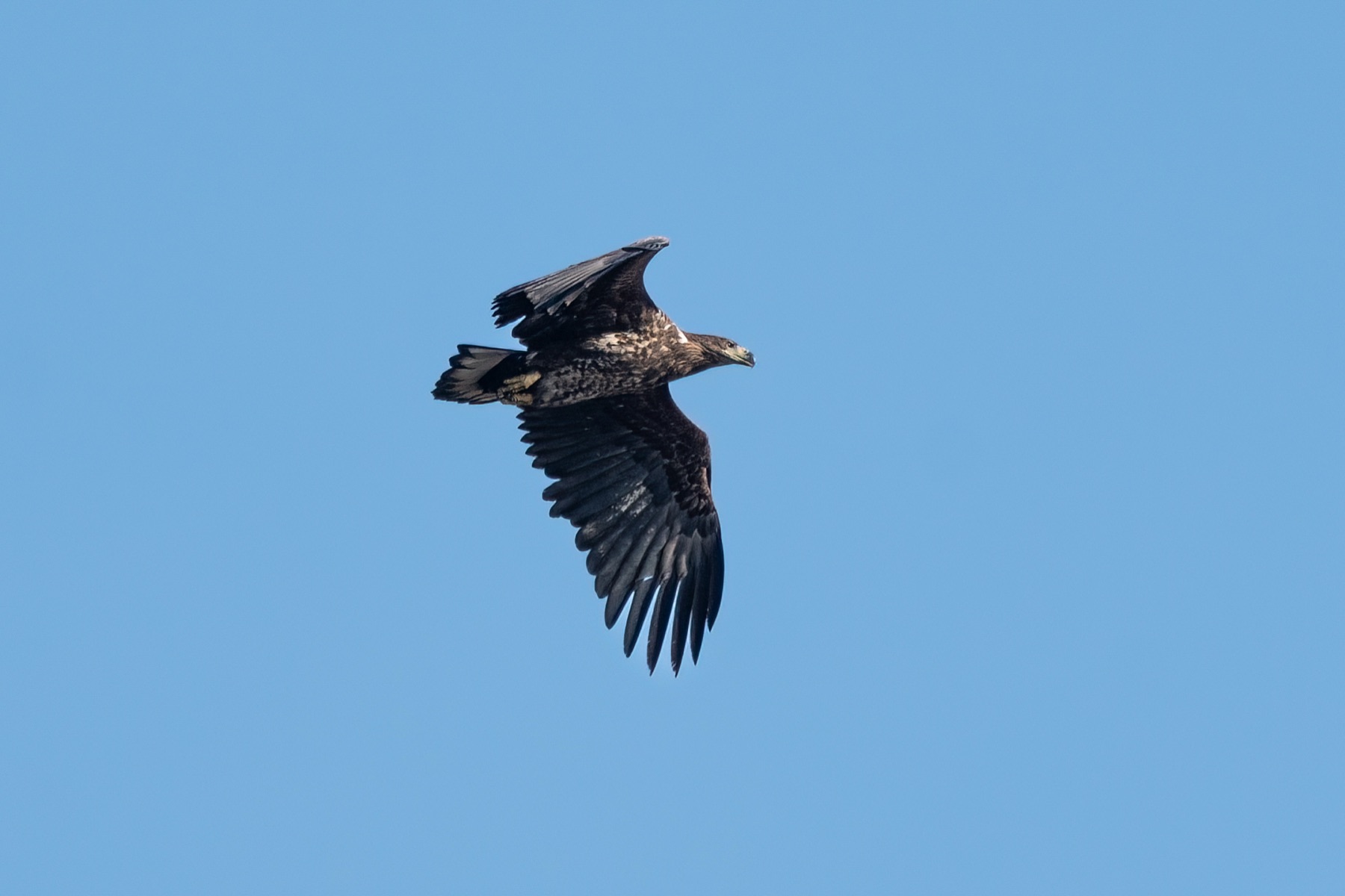 Birds photograph — Zeearend/White-tailed eagle — naturephotography.art
