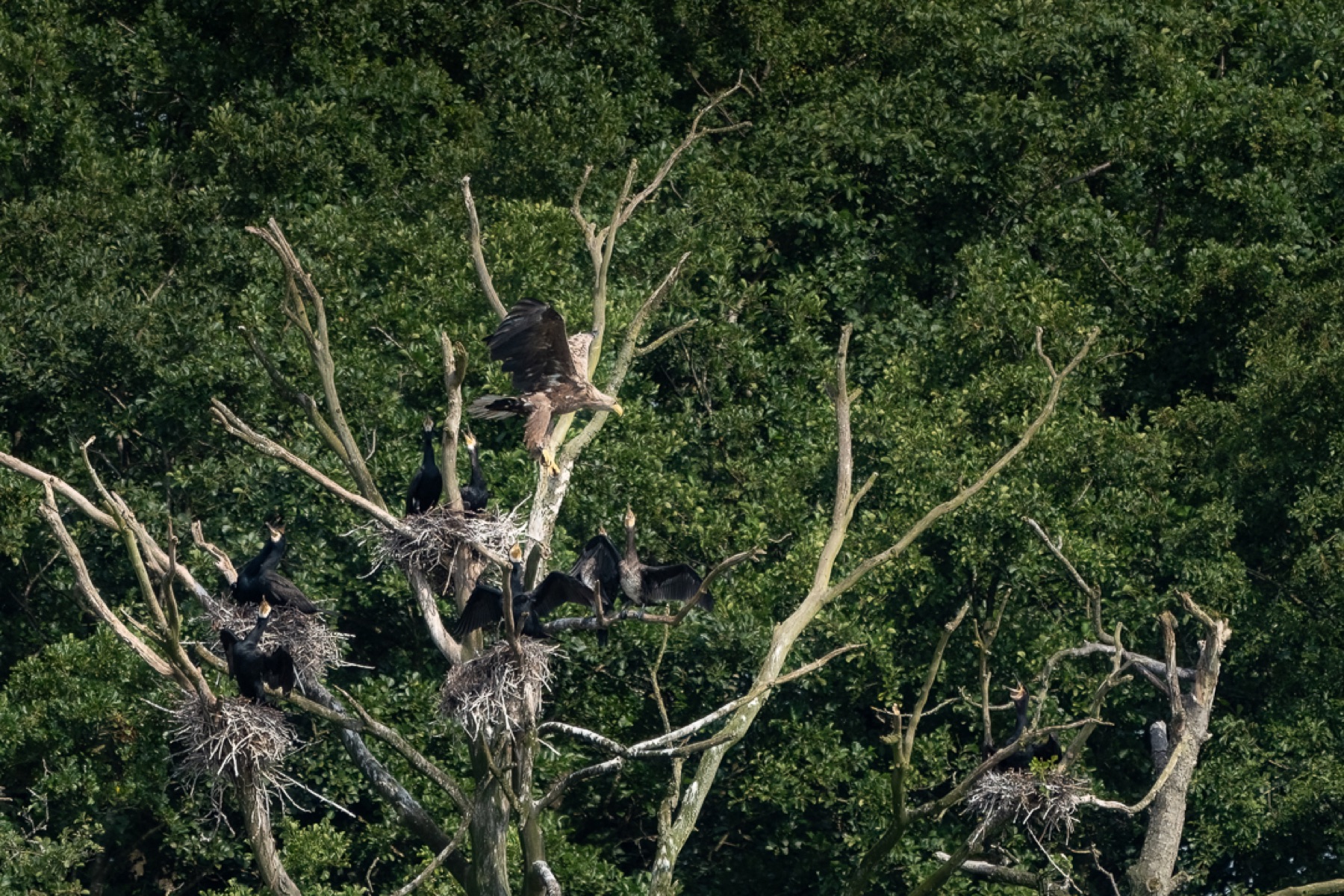 Birds photograph — Zeearend/White-tailed eagle — naturephotography.art