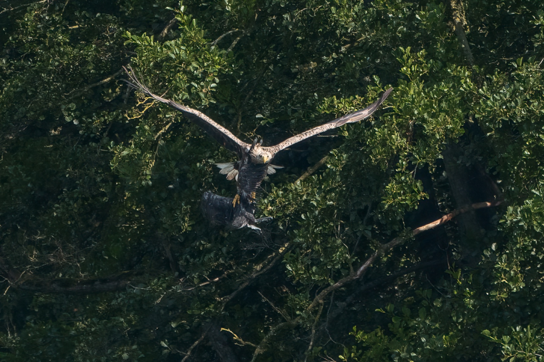 Birds photograph — Zeearend/White-tailed eagle — naturephotography.art
