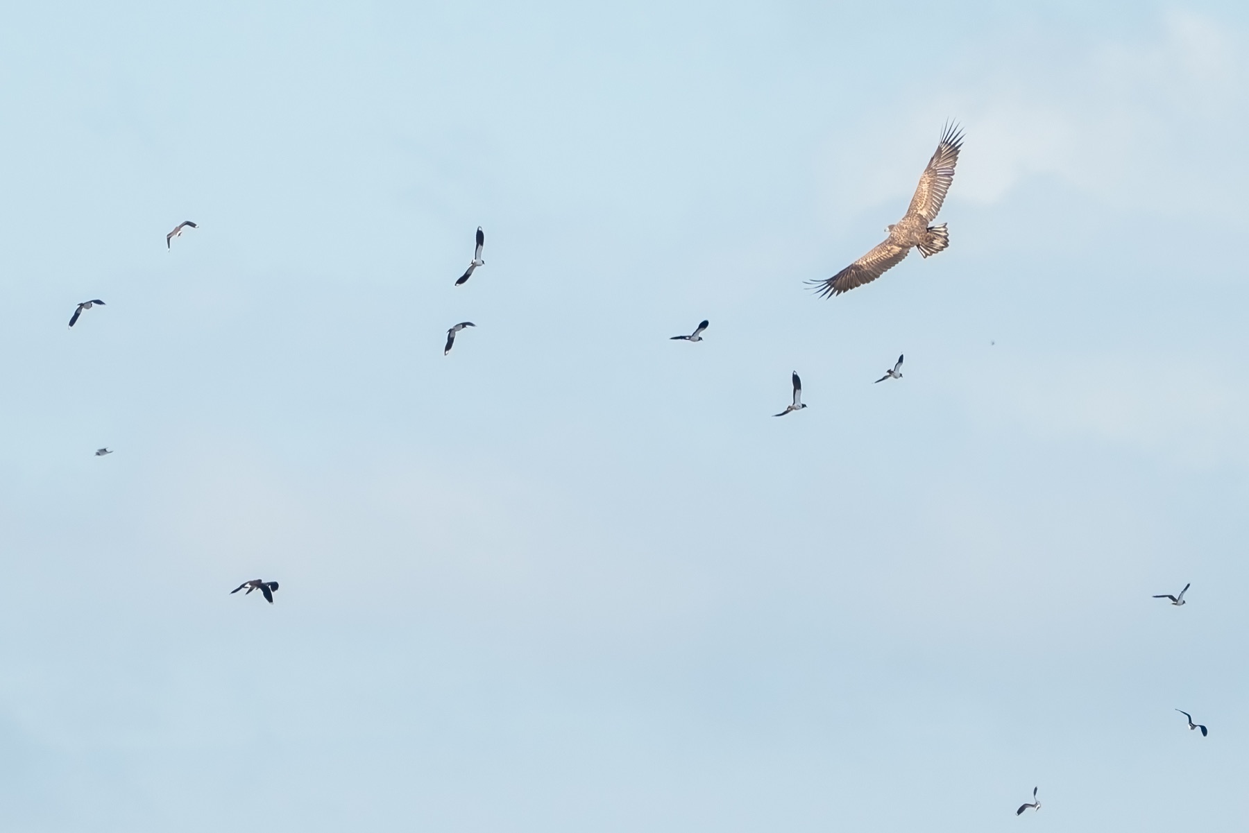Birds photograph — Zeearend/White-tailed eagle — naturephotography.art