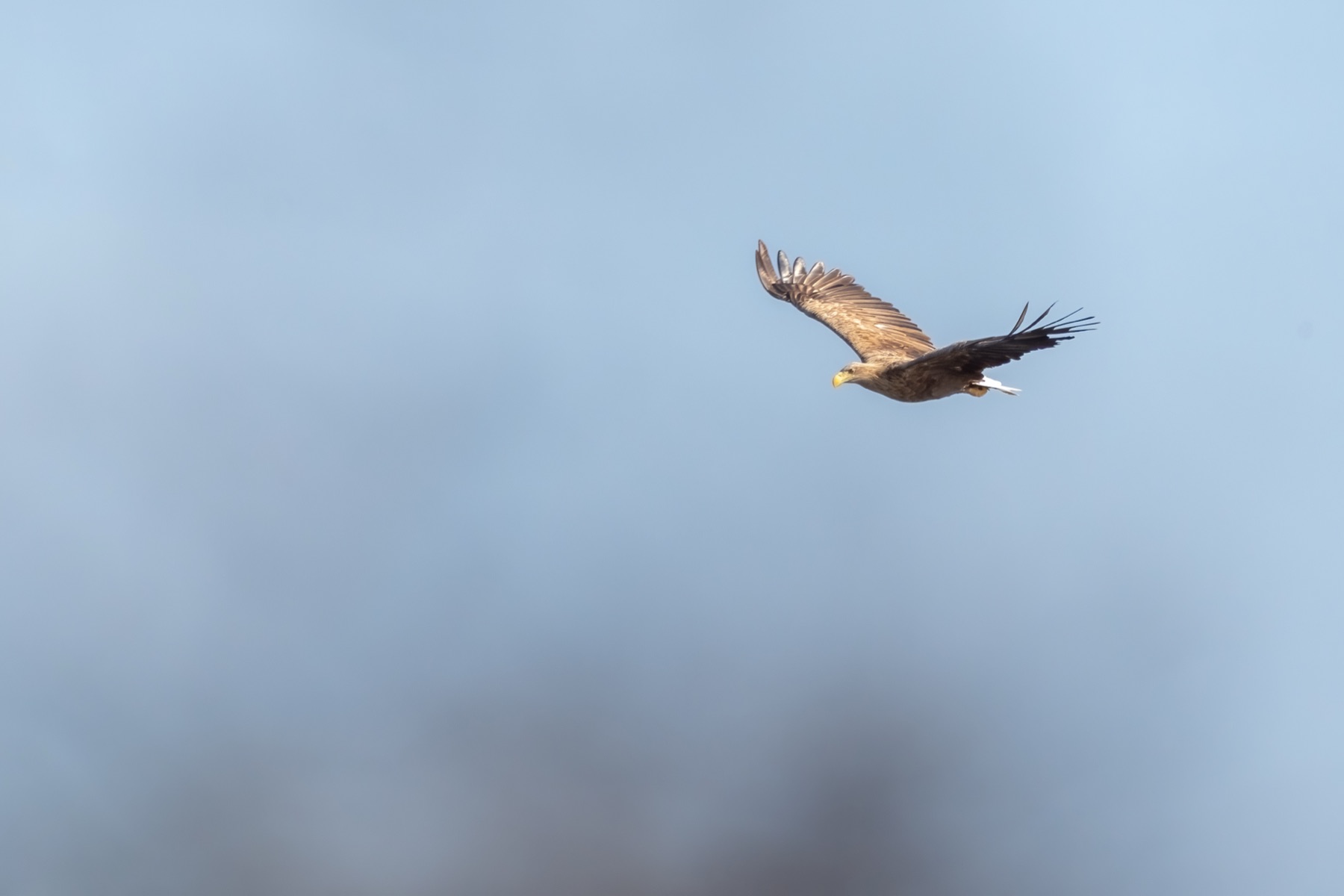 Birds photograph — Zeearend/White-tailed eagle — naturephotography.art