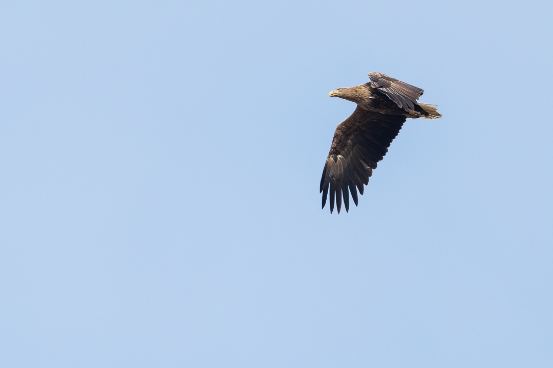Birds photograph — Zeearend/White-tailed eagle — naturephotography.art