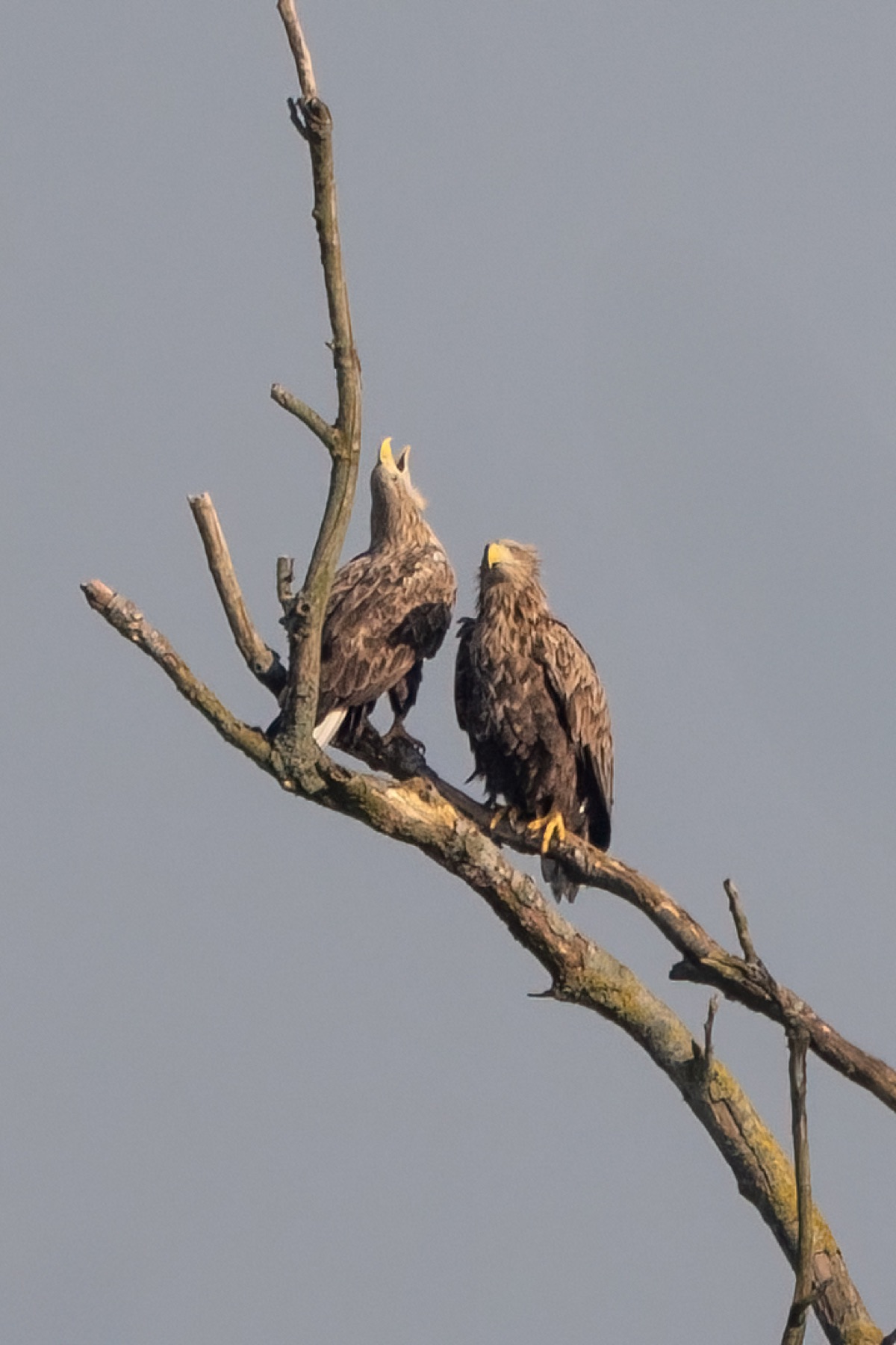 Birds photograph — Zeearend/White-tailed eagle — naturephotography.art