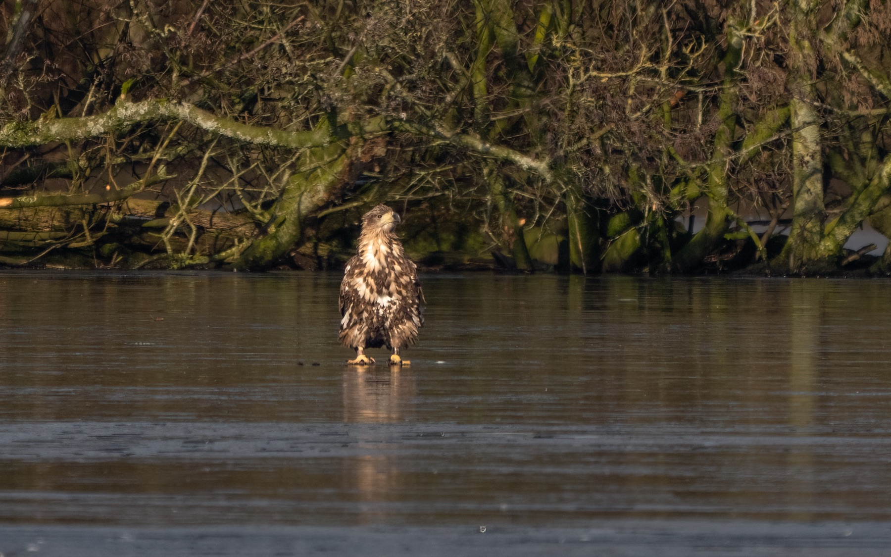 Birds photograph — Zeearend/White-tailed eagle — naturephotography.art