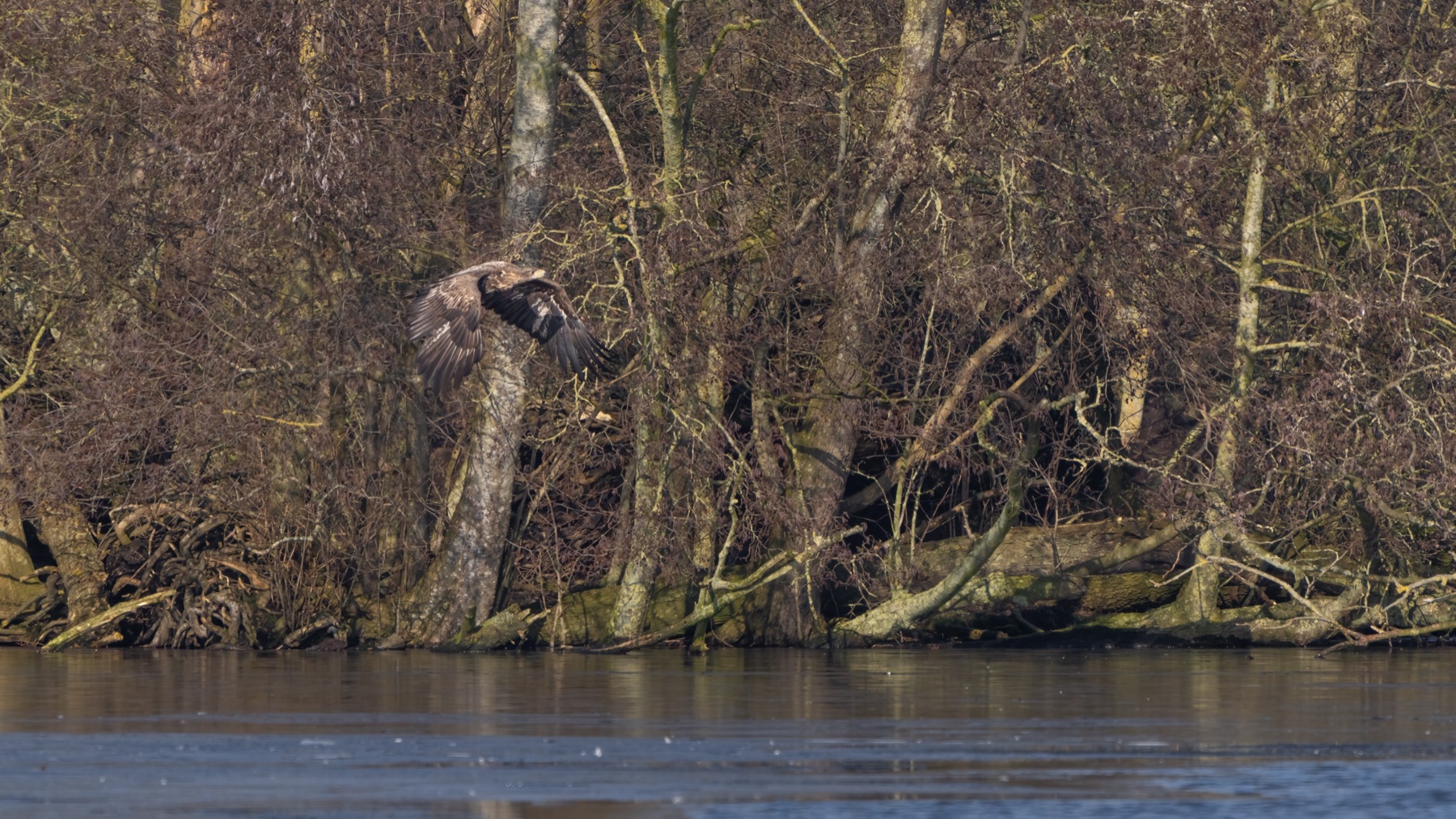 Birds photograph — Zeearend/White-tailed eagle — naturephotography.art