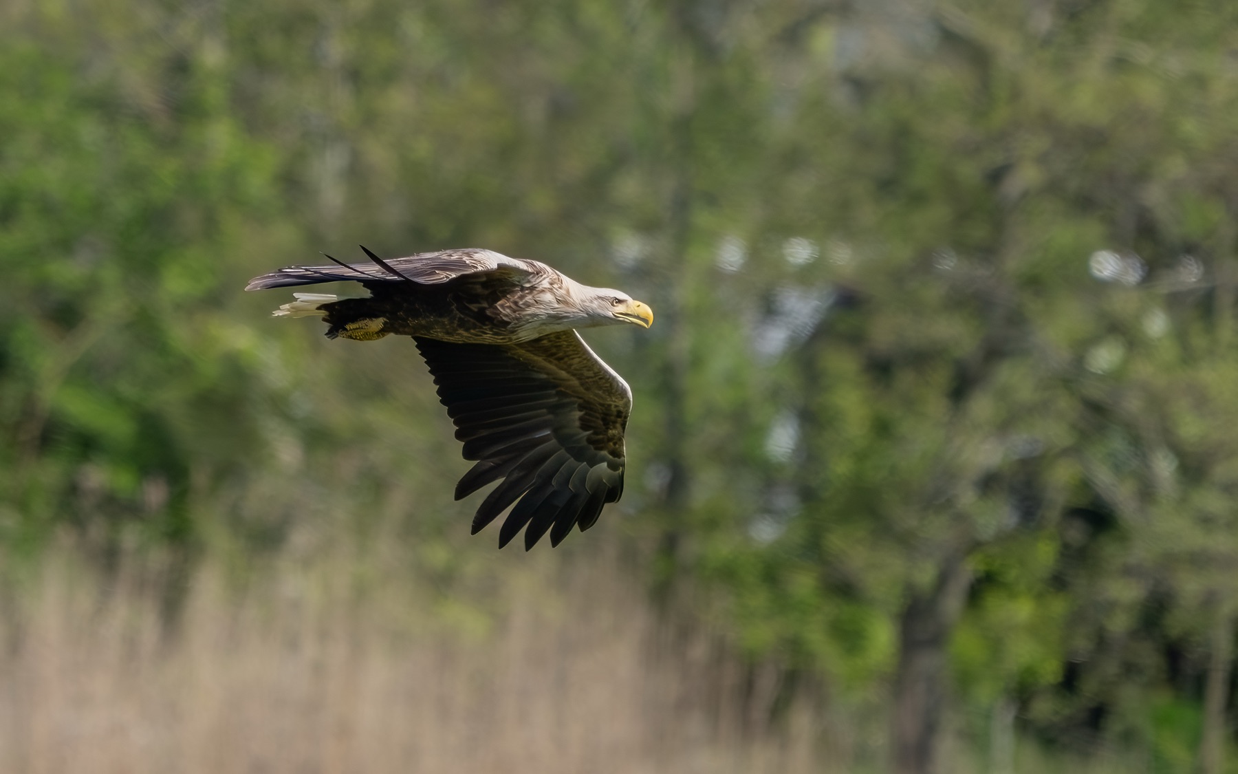 Birds photograph — Zeearend/White-tailed eagle — naturephotography.art