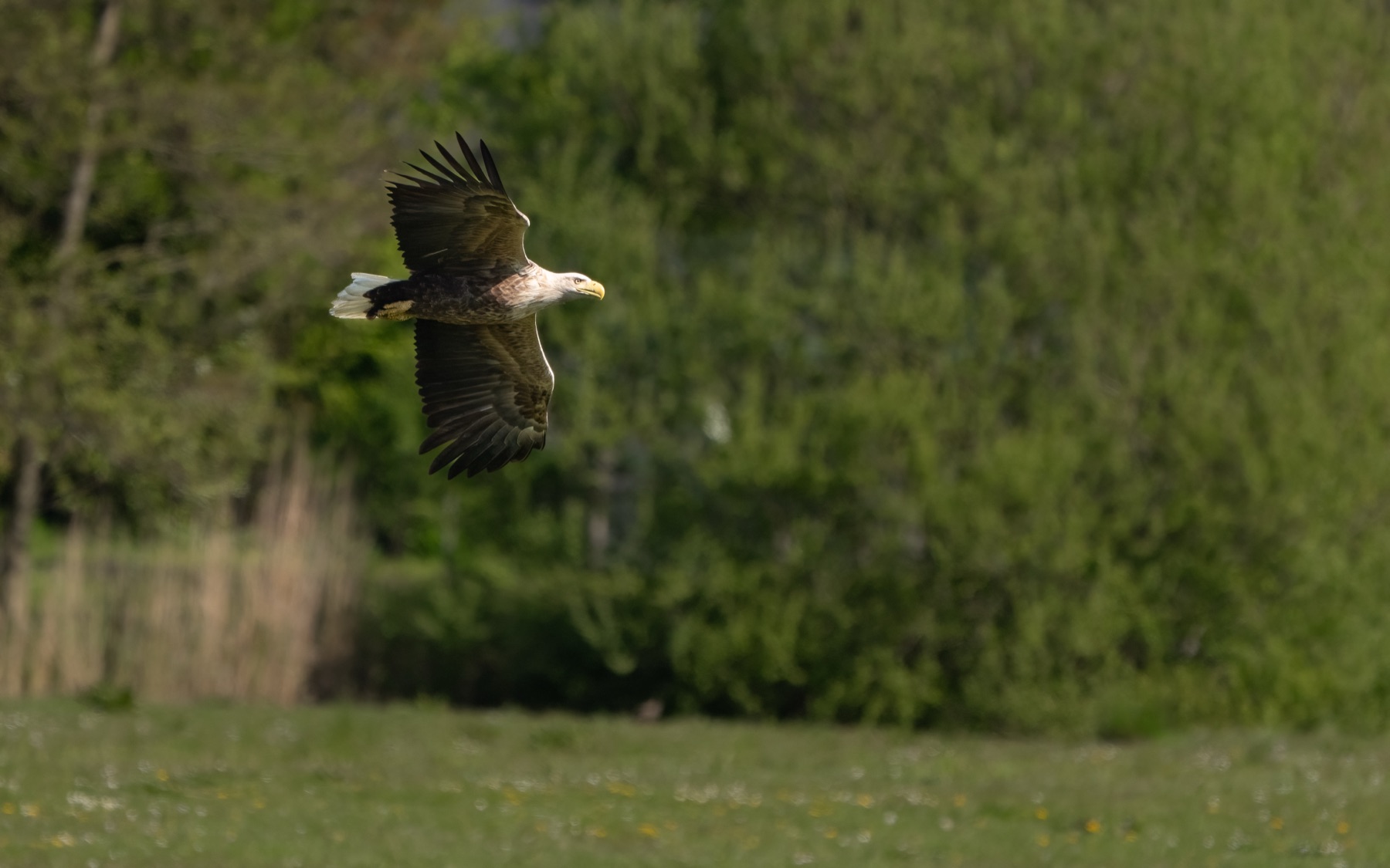 Birds photograph — Zeearend/White-tailed eagle — naturephotography.art