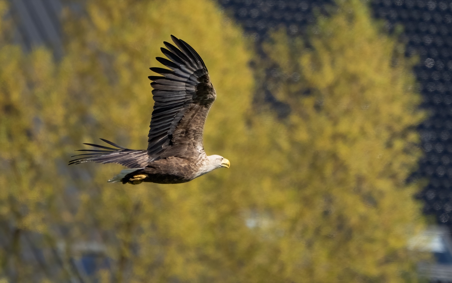Birds photograph — Zeearend/White-tailed eagle — naturephotography.art