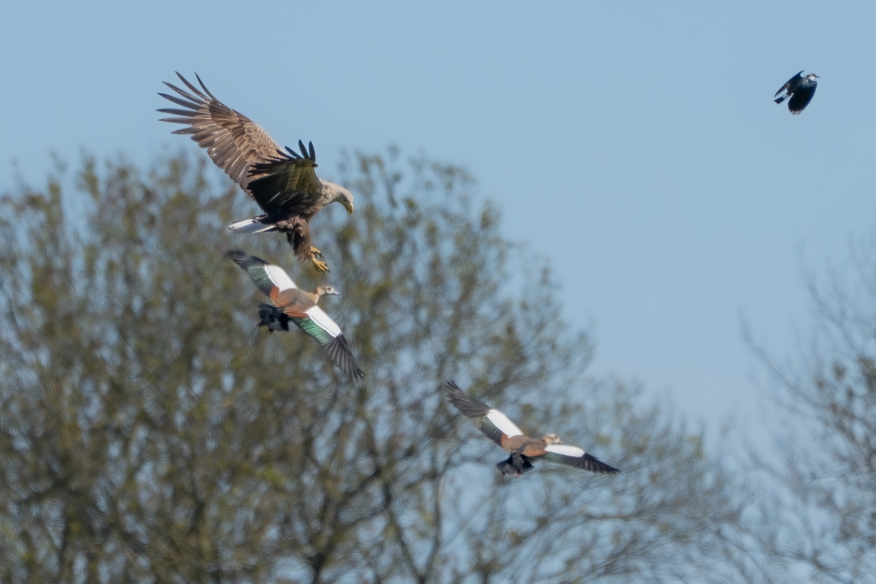Birds photograph — Zeearend/White-tailed eagle — naturephotography.art