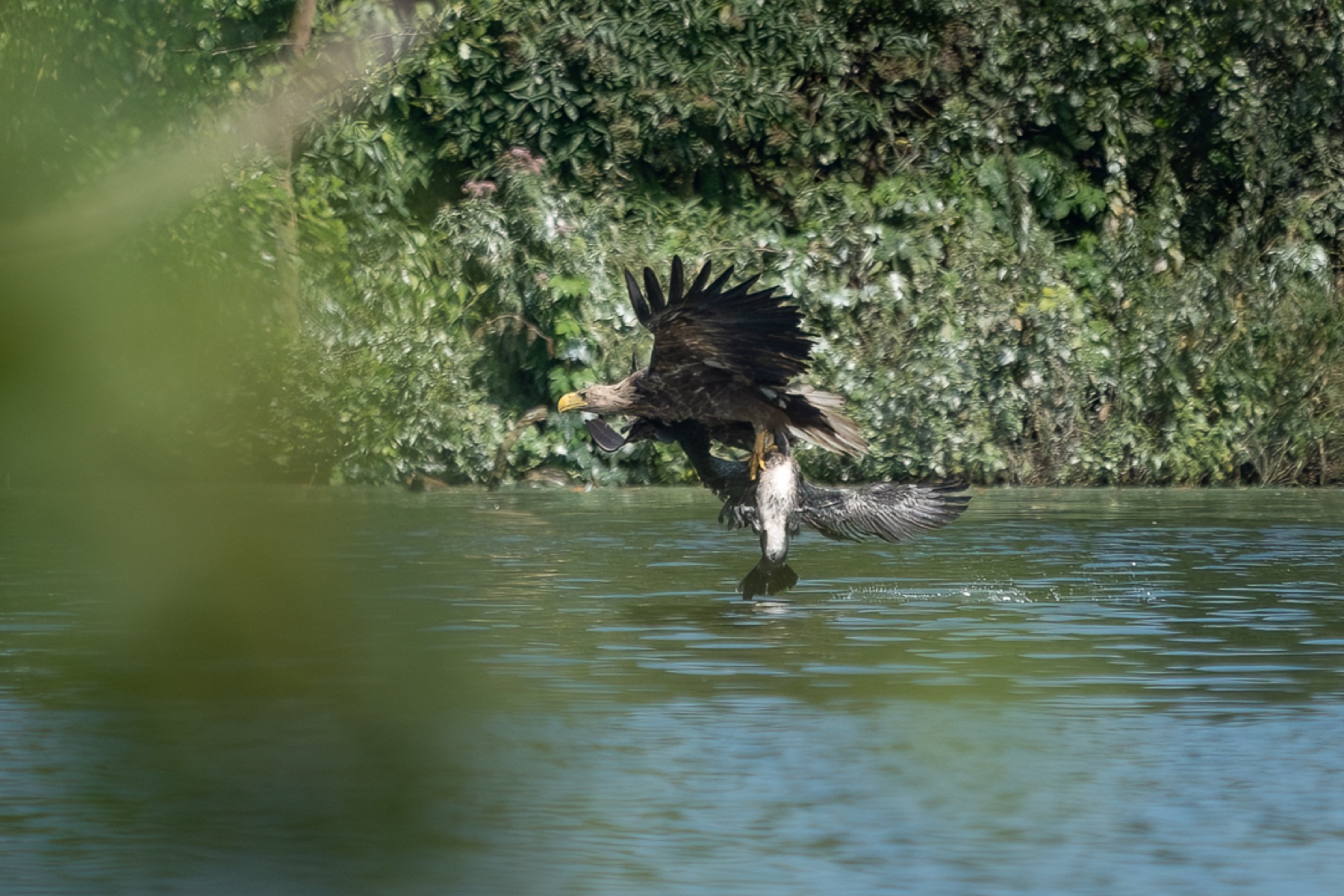 Birds photograph — Zeearend/White-tailed eagle — naturephotography.art