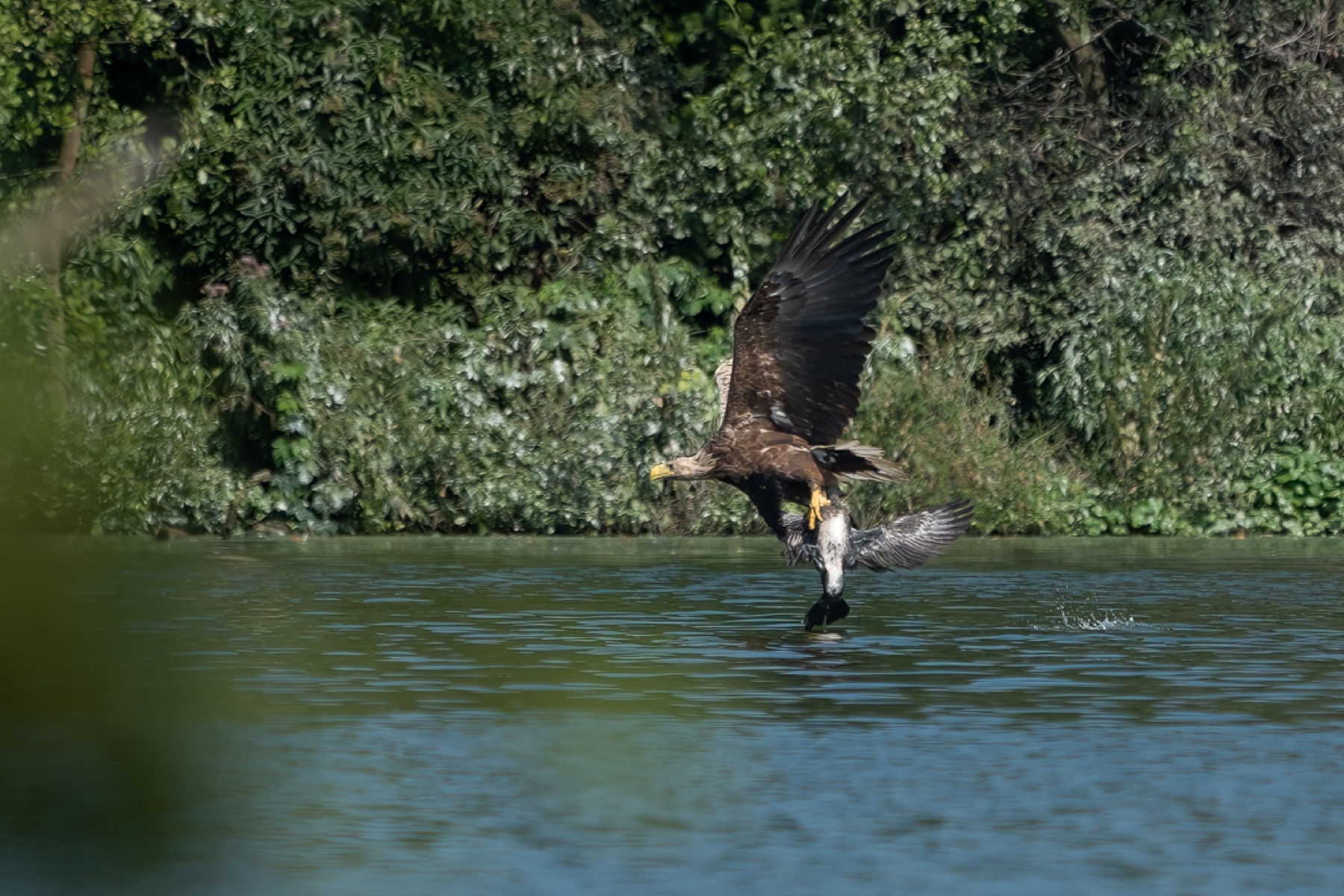 Birds photograph — Zeearend/White-tailed eagle — naturephotography.art