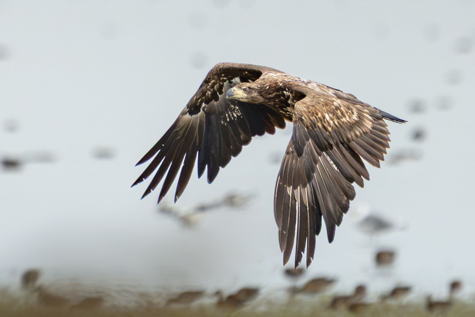 Birds photograph — Zeearend/White-tailed eagle — naturephotography.art