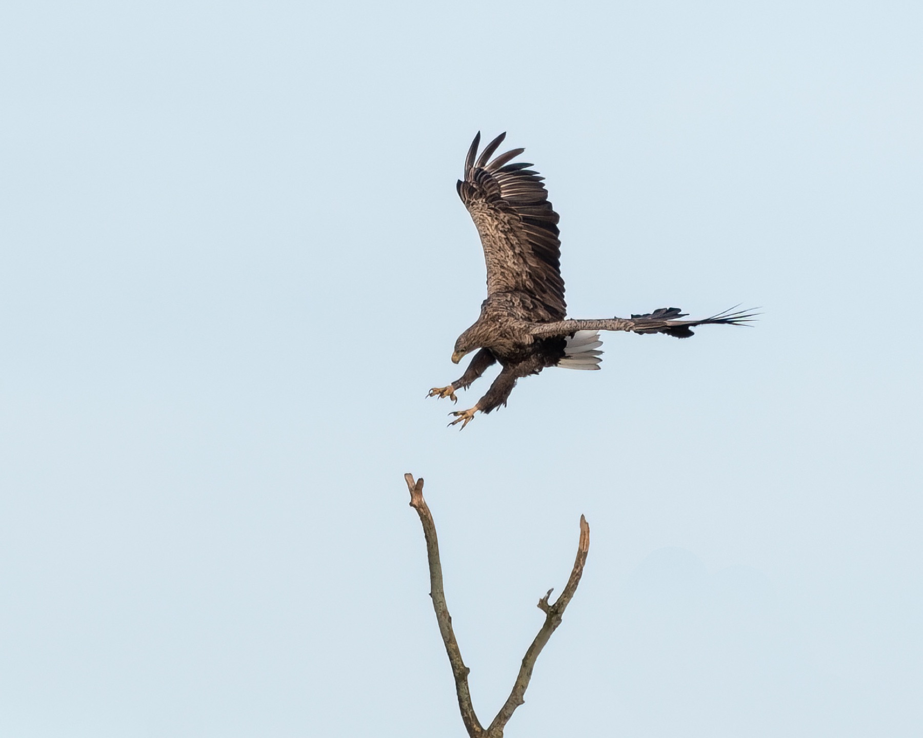 Birds photograph — Zeearend/White-tailed eagle — naturephotography.art