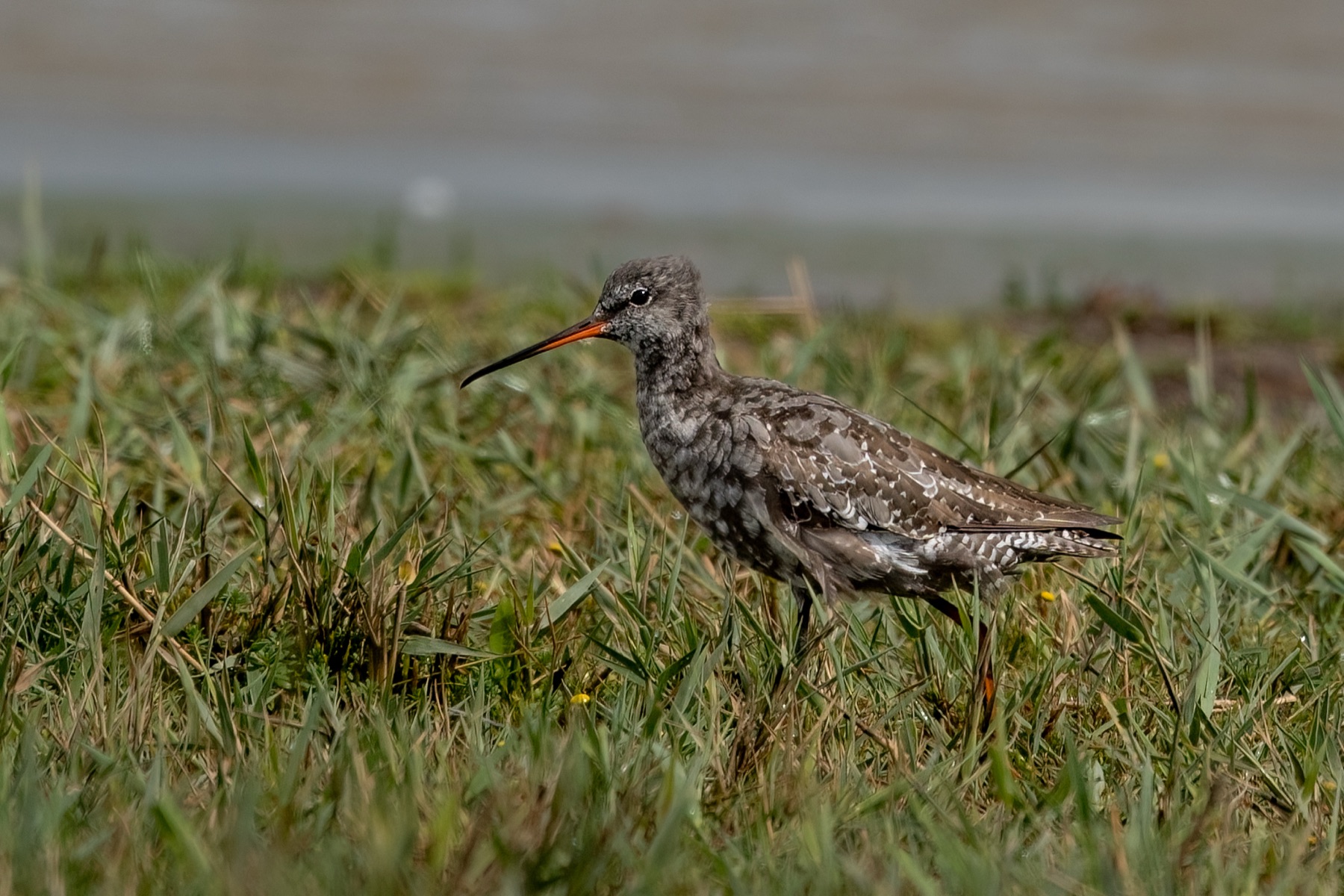 Birds photograph — Zwarte ruiter/Spotted redshank — naturephotography.art