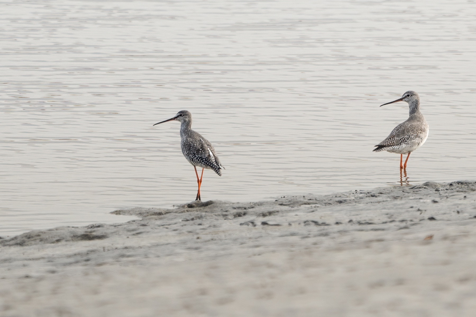 Birds photograph — Zwarte ruiter/Spotted redshank — naturephotography.art