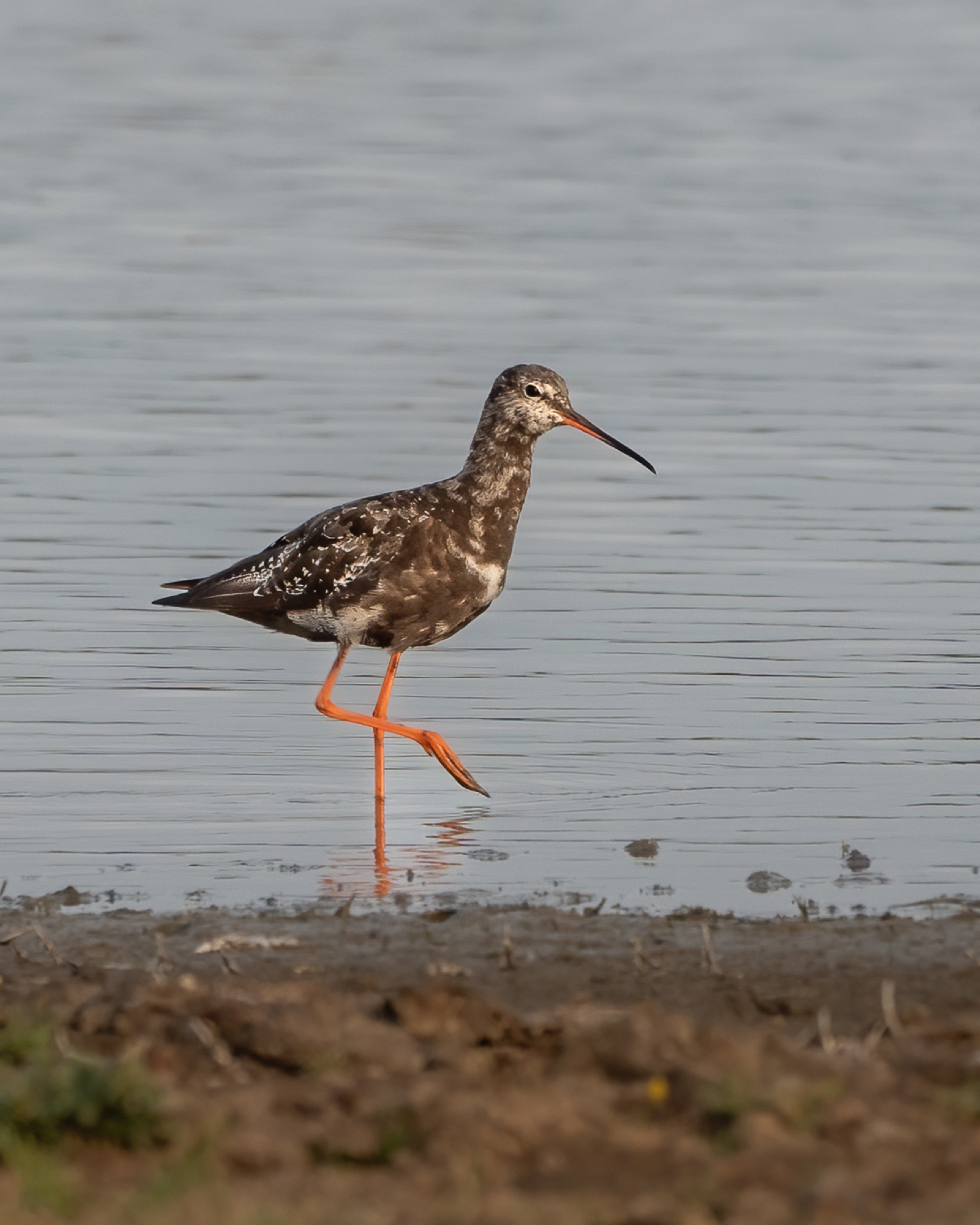 Birds photograph — Zwarte ruiter/Spotted redshank — naturephotography.art