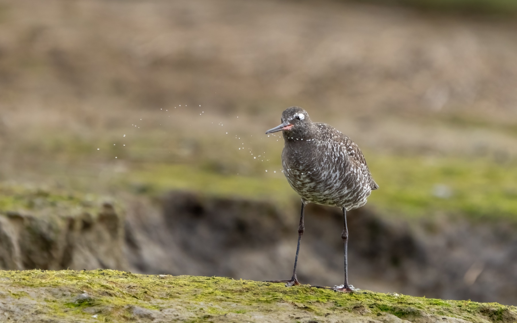 Birds photograph — Zwarte ruiter/Spotted redshank — naturephotography.art