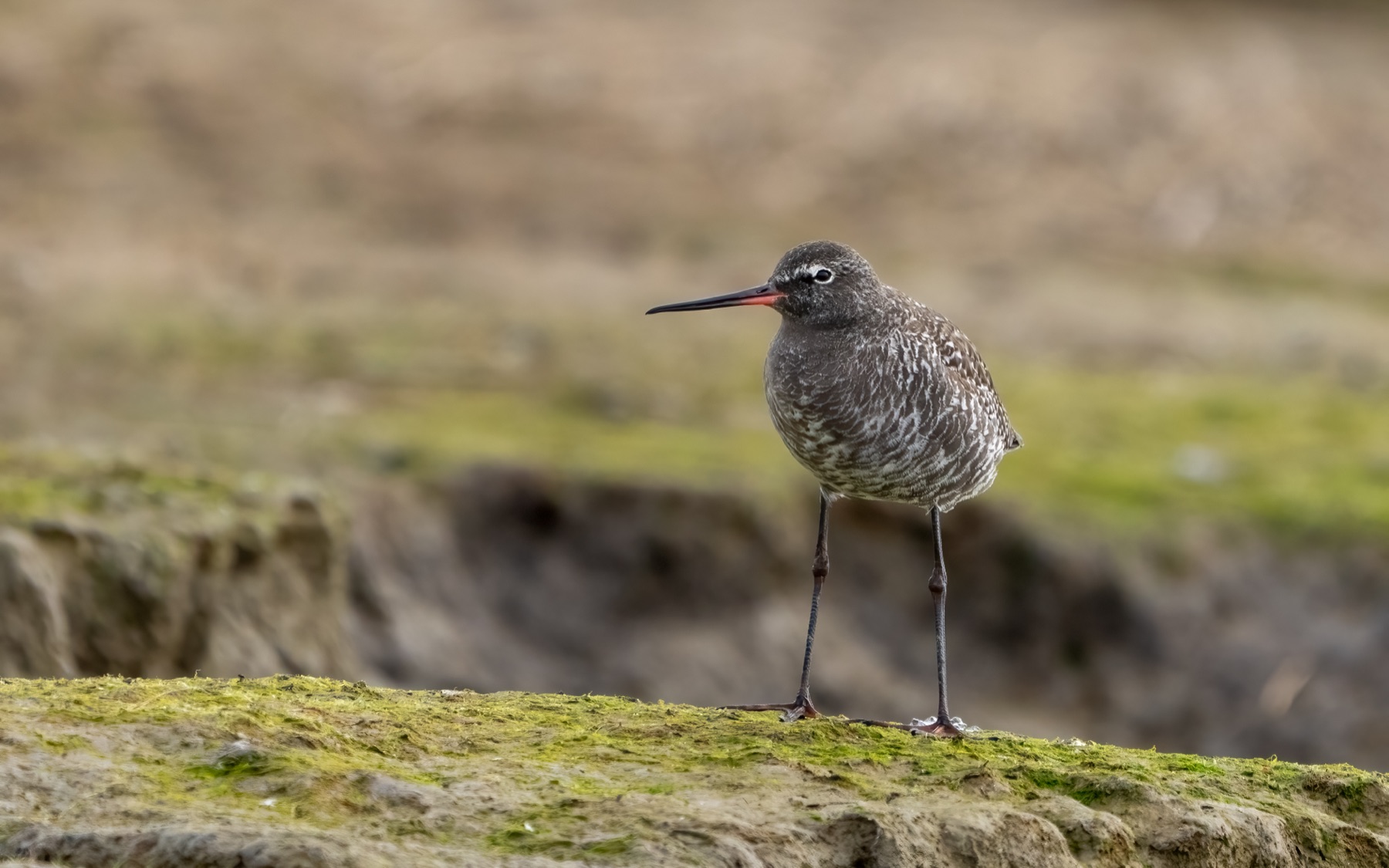 Birds photograph — Zwarte ruiter/Spotted redshank — naturephotography.art