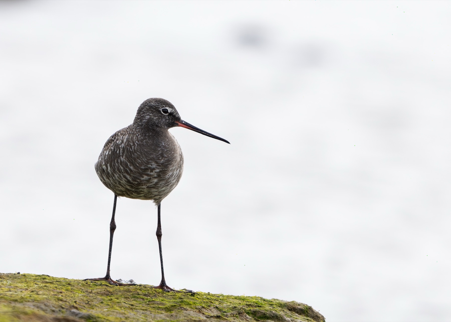 Birds photograph — Zwarte ruiter/Spotted redshank — naturephotography.art