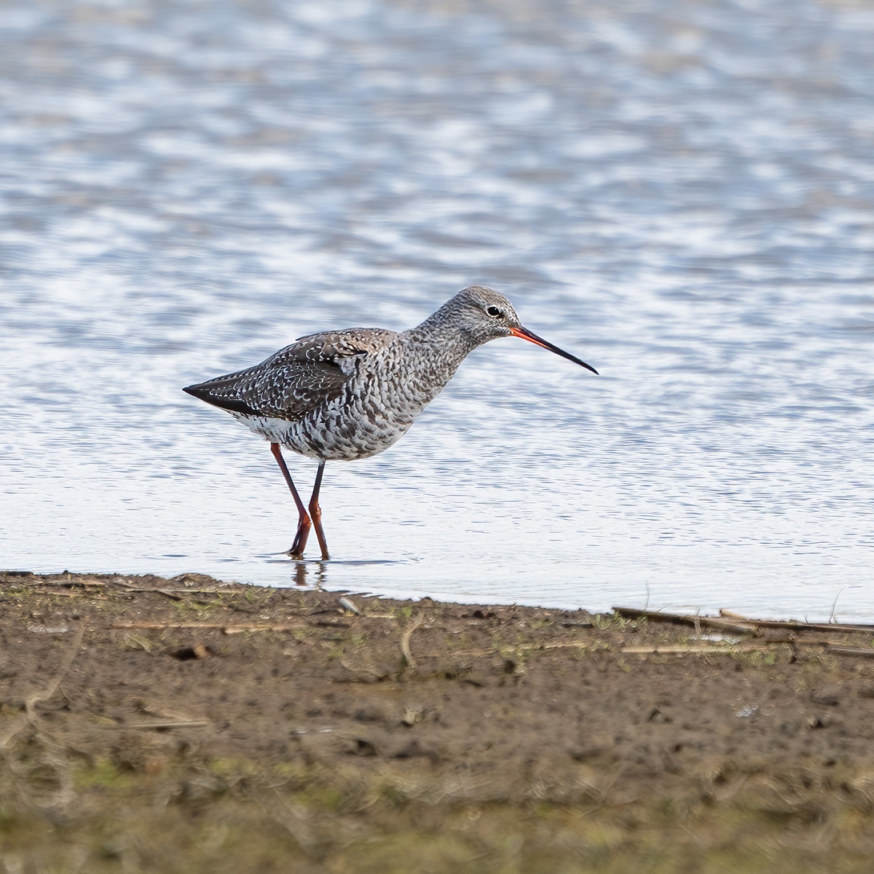 Birds photograph — Zwarte ruiter/Spotted redshank — naturephotography.art