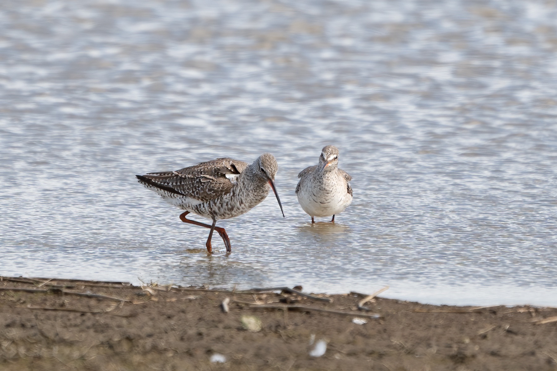 Birds photograph — Zwarte ruiter/Spotted redshank — naturephotography.art