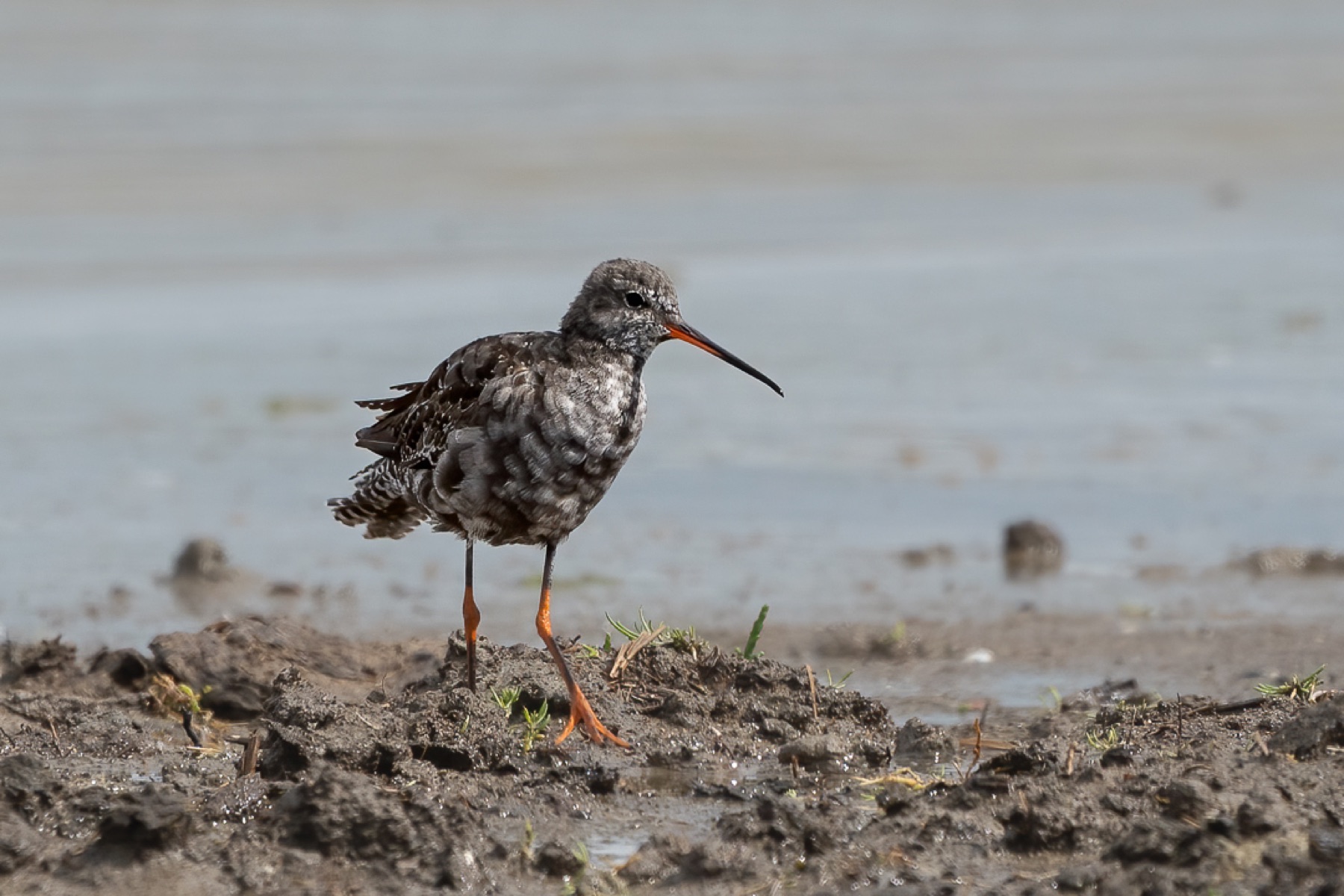 Birds photograph — Zwarte ruiter/Spotted redshank — naturephotography.art