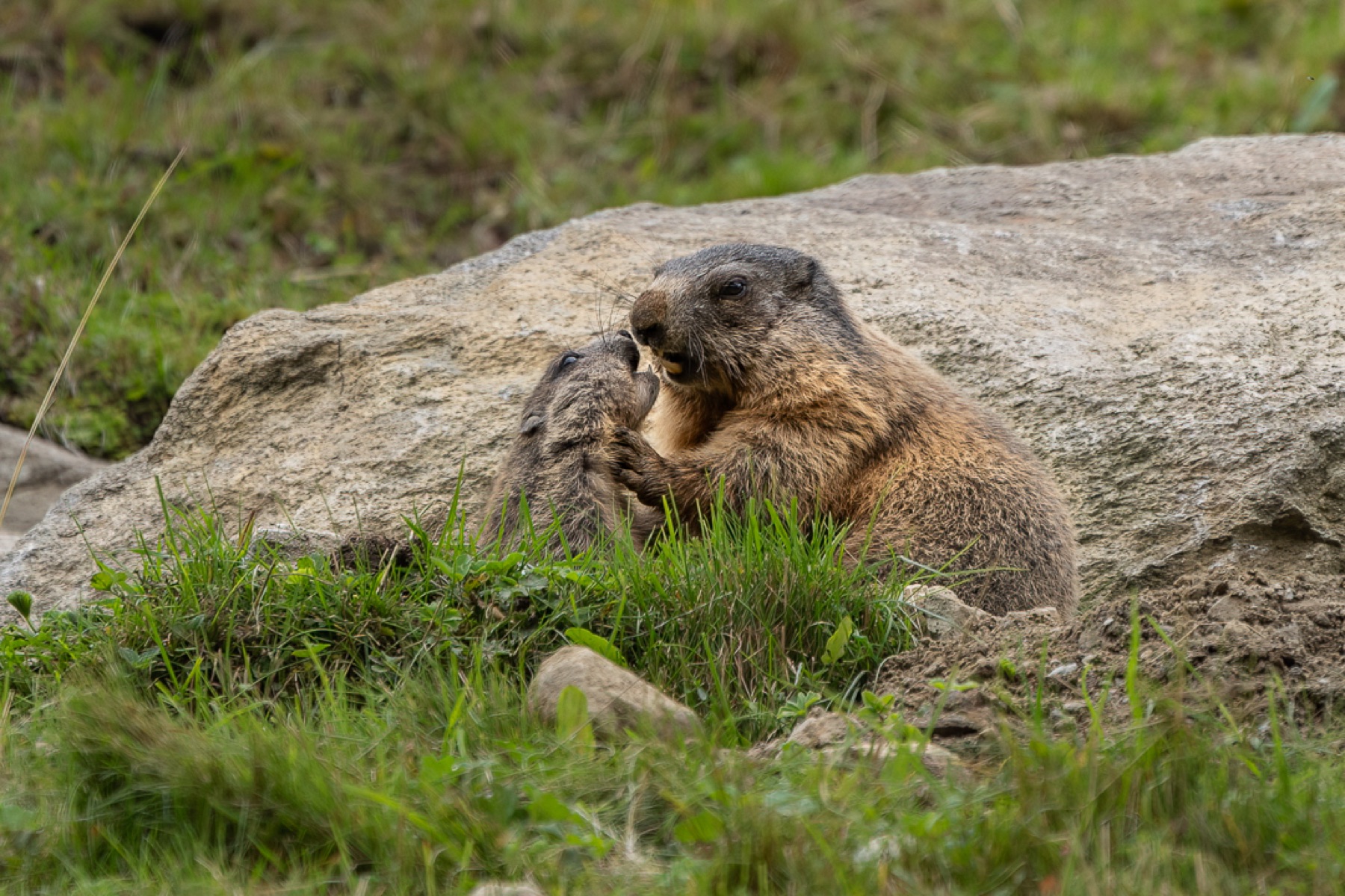Mammals photograph — Alpenmarmot/Alpine Marmot — naturephotography.art