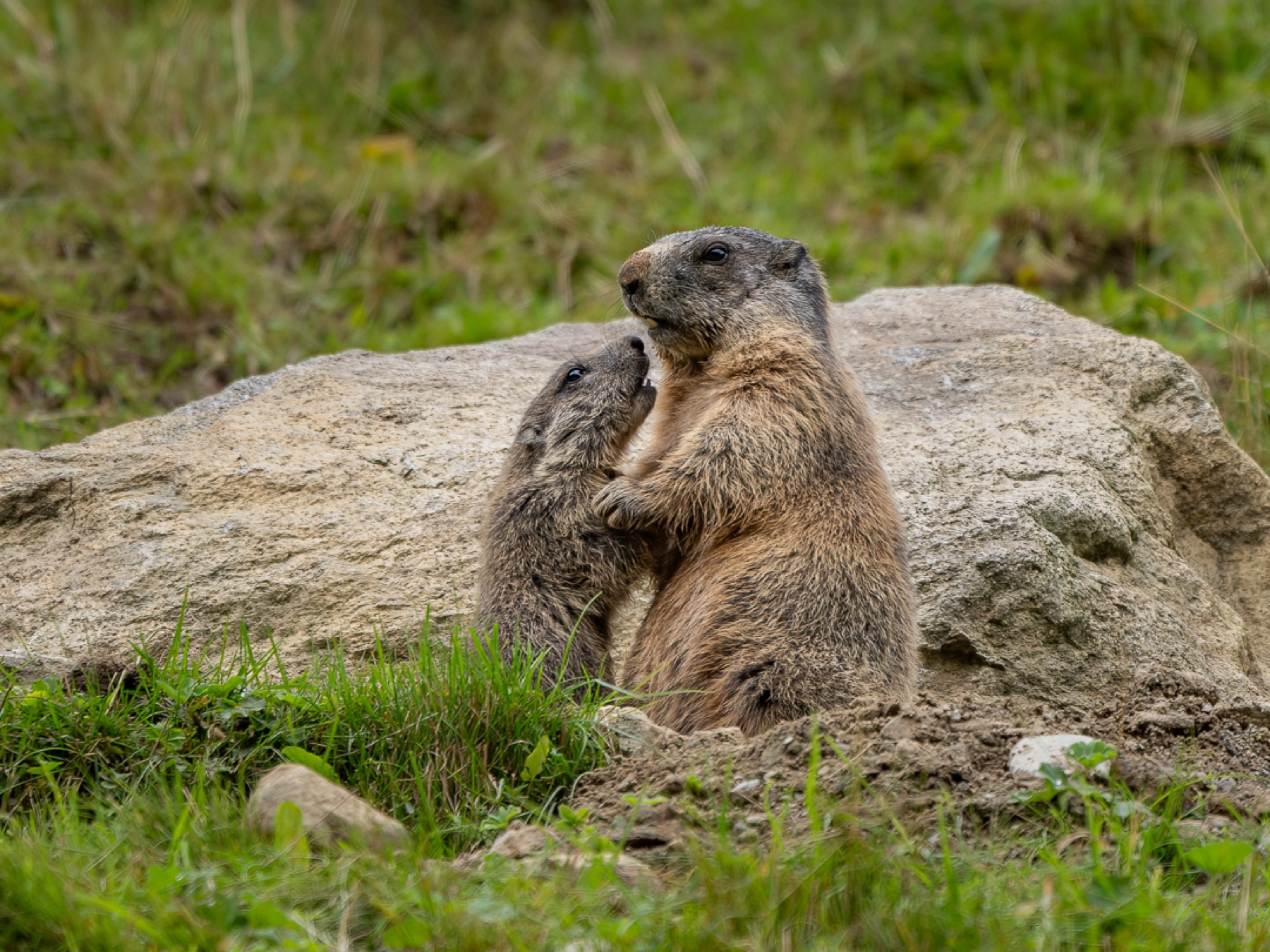 Mammals photograph — Alpenmarmot/Alpine Marmot — naturephotography.art