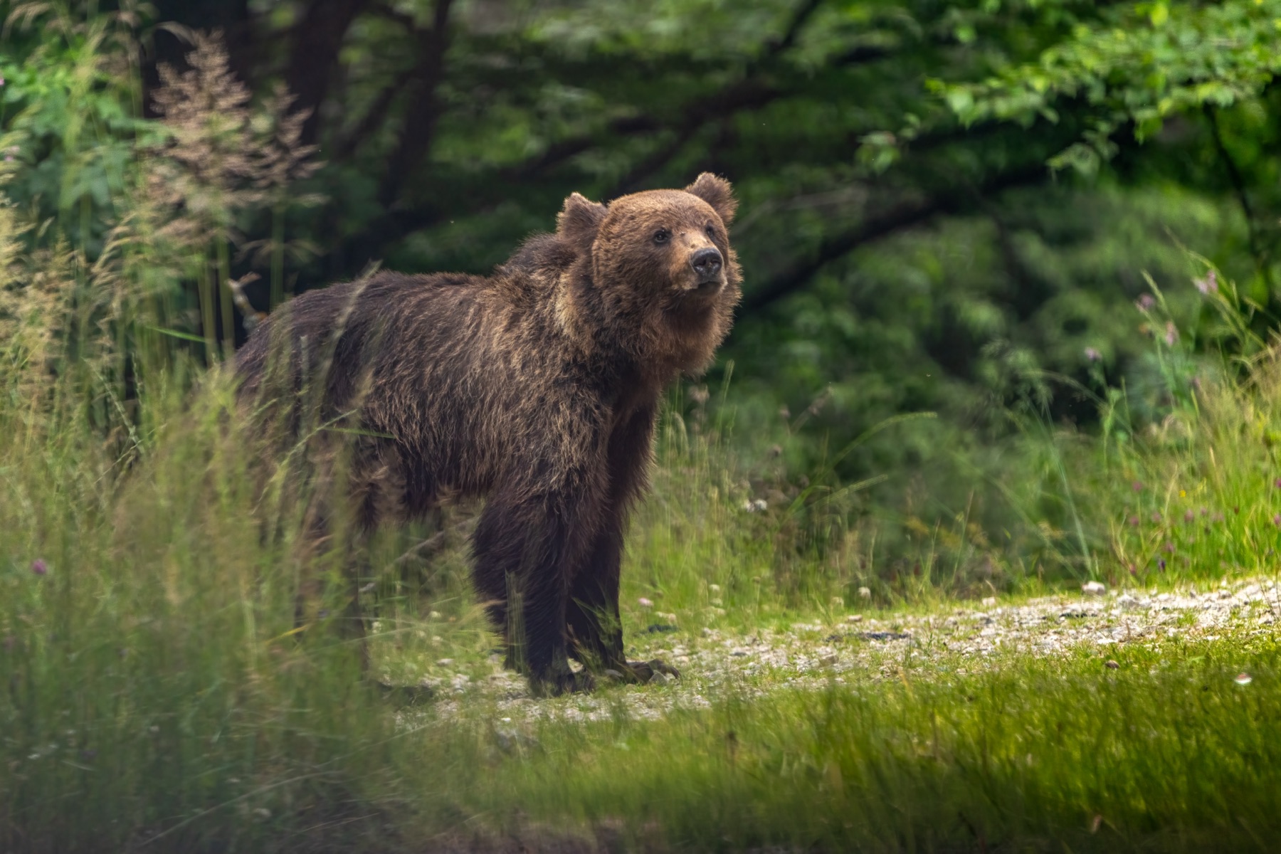 Mammals photograph — Brown Bear — naturephotography.art
