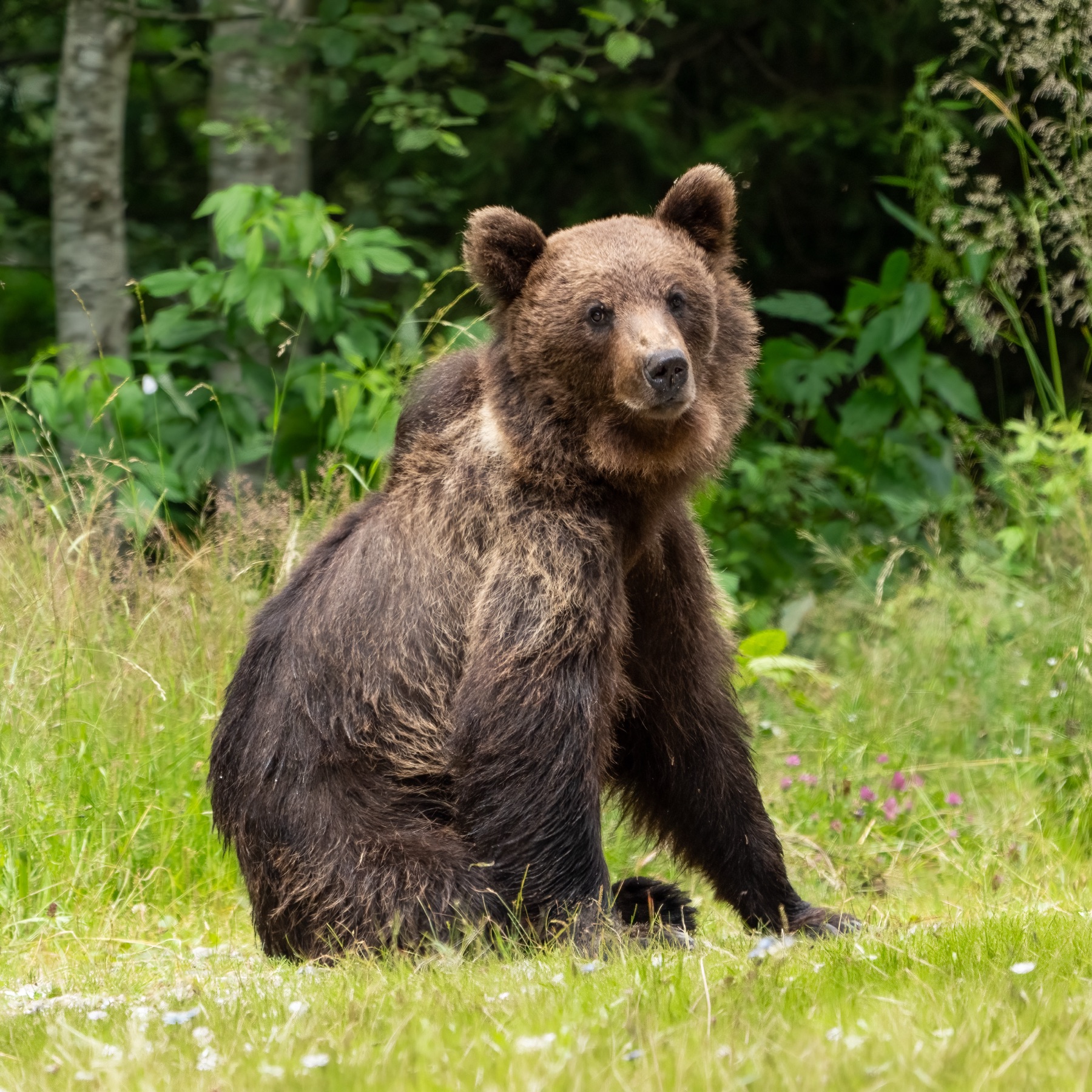 Mammals photograph — Brown Bear — naturephotography.art